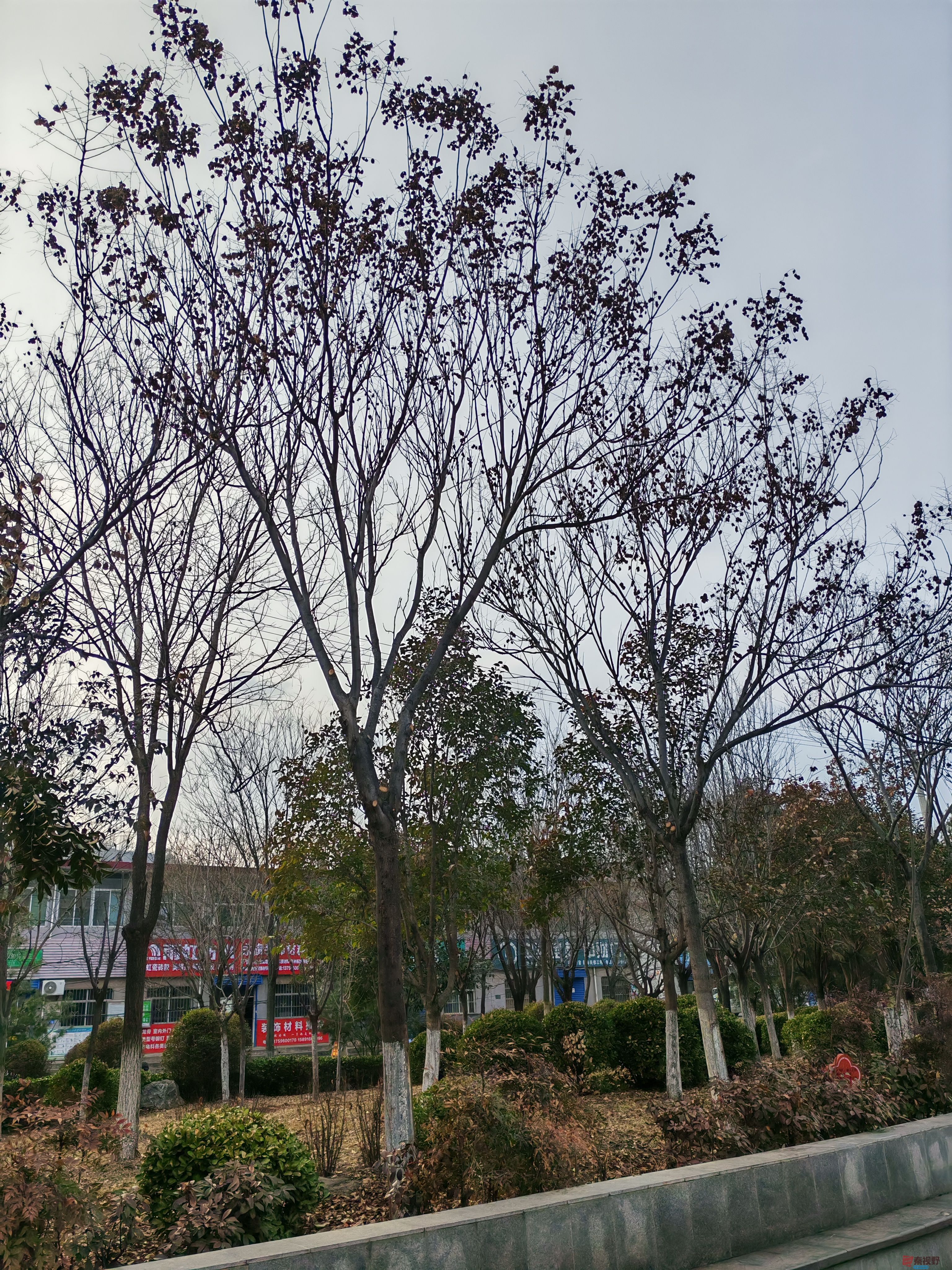 红叶2IMG_20250306_165748 (1).jpg
