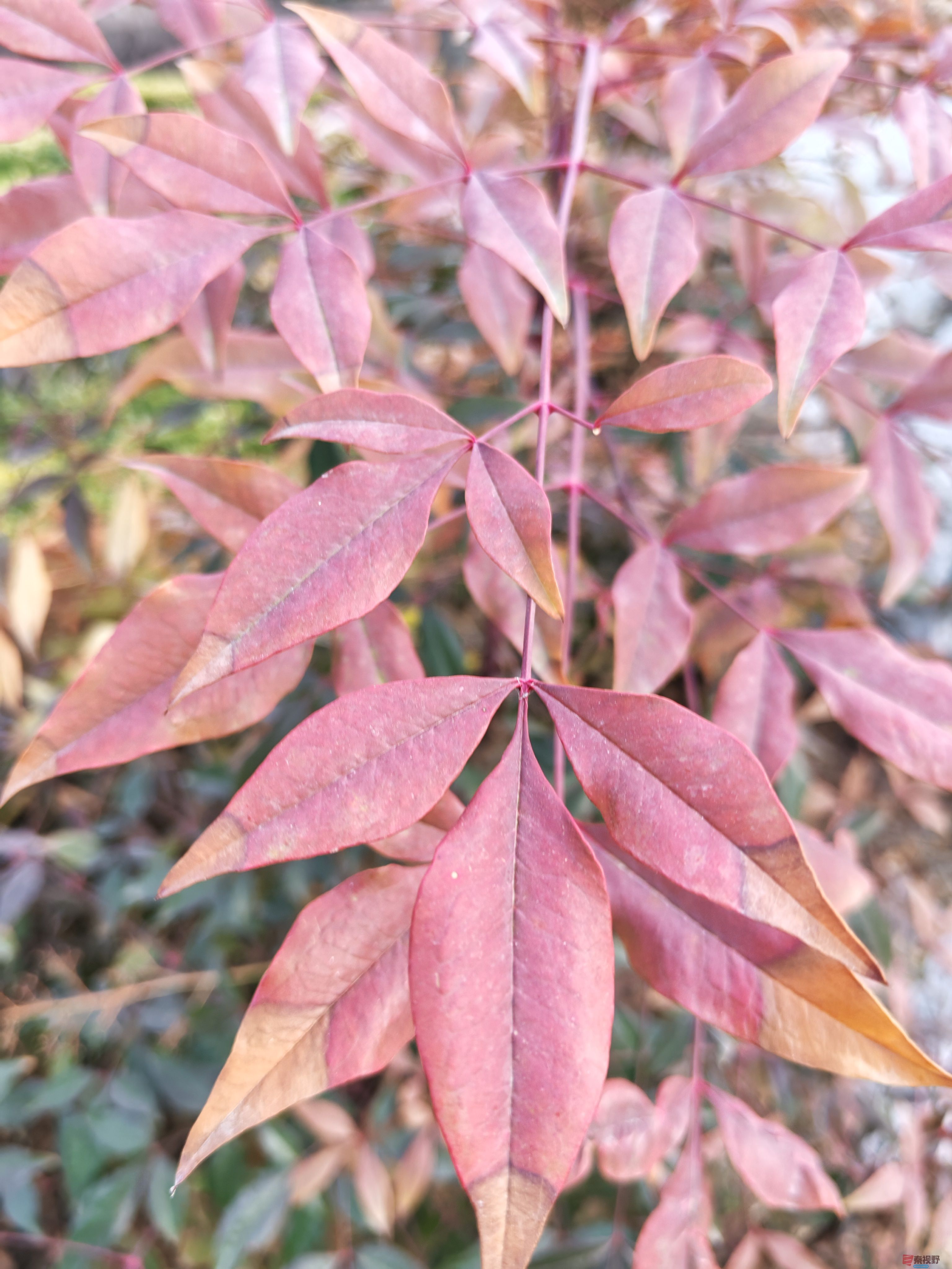 红叶IMG_20250306_165725 (7).jpg