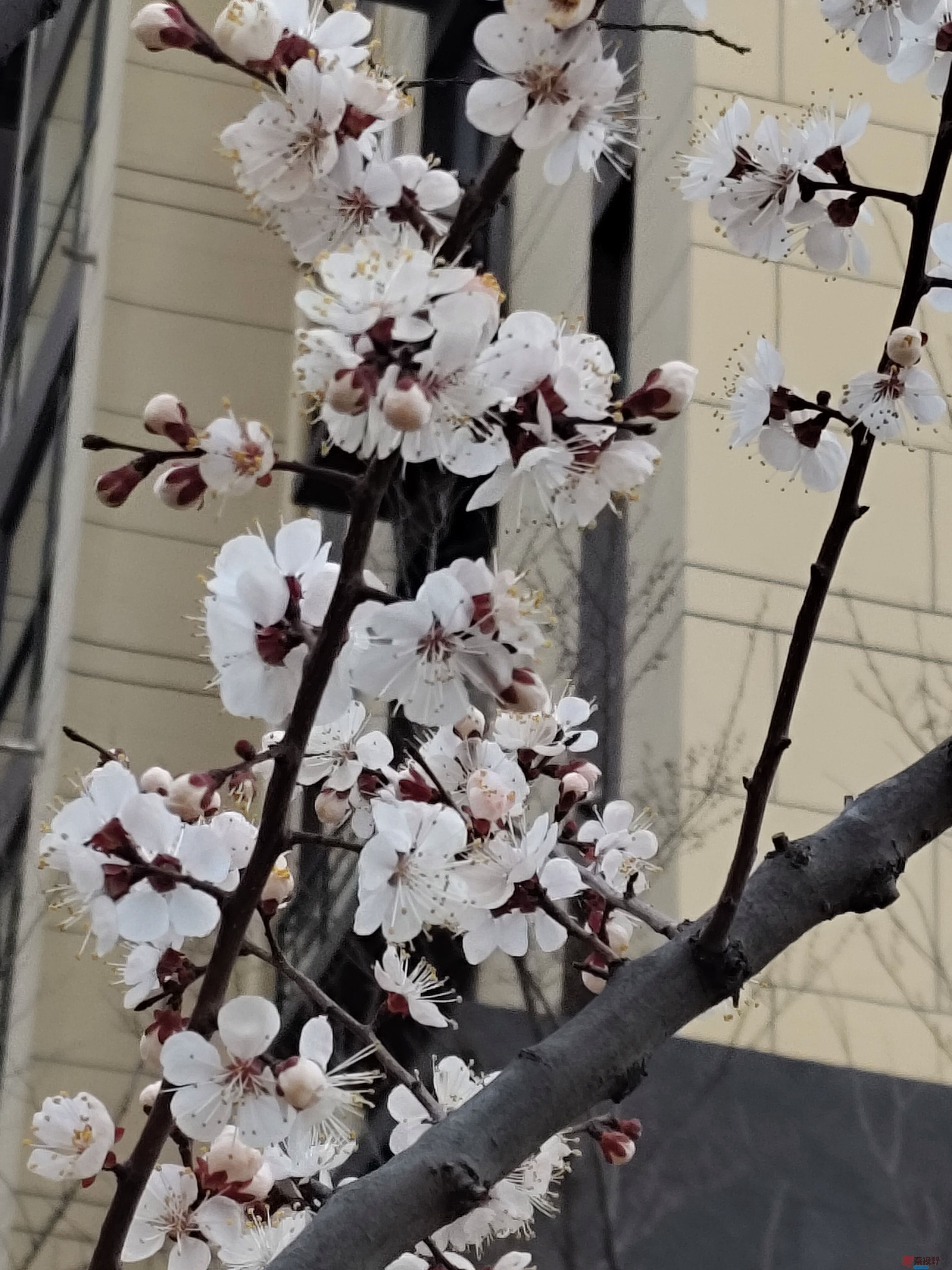 娇艳欲滴的杏花【摄影铜川吕卫东】