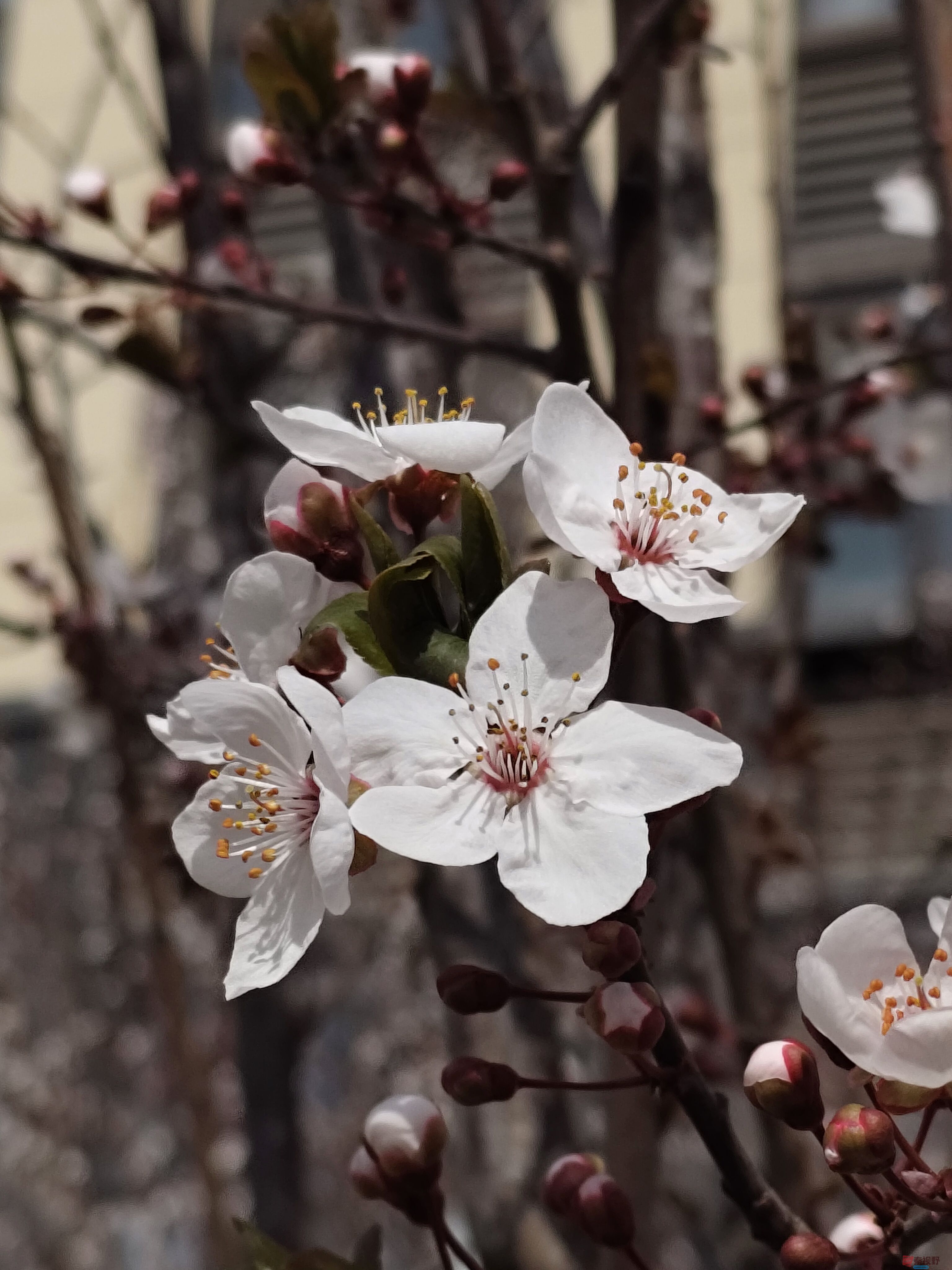 红叶李吕卫东_20250323115340 (2).jpg