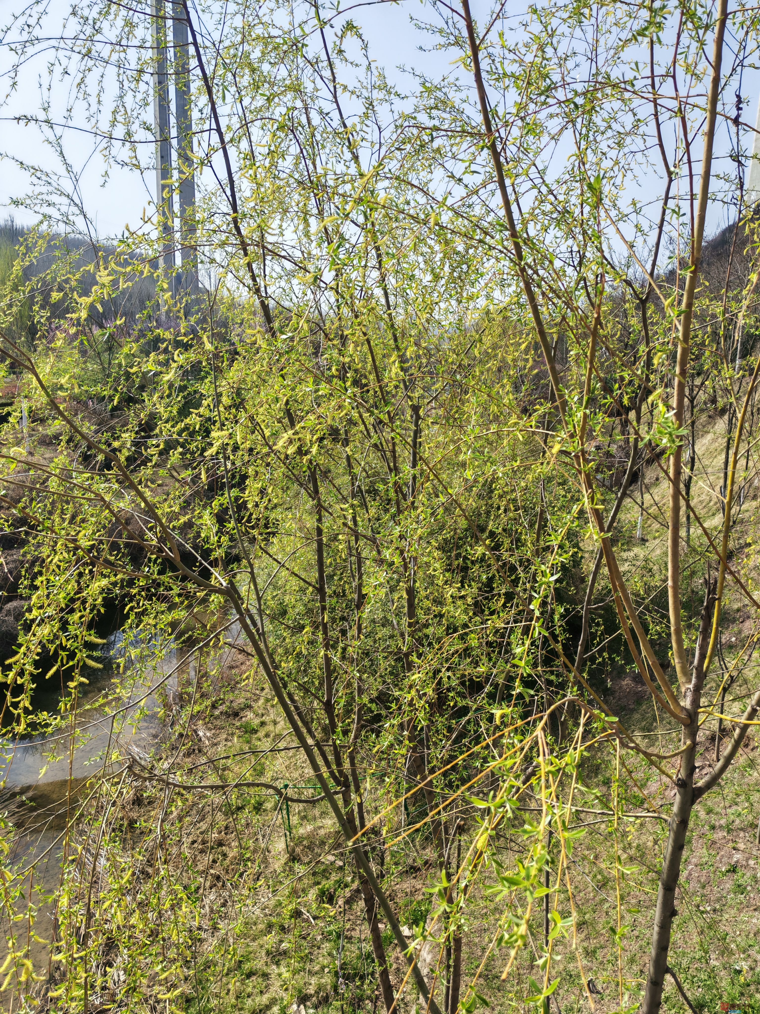 IMG_20250407_094249.jpg