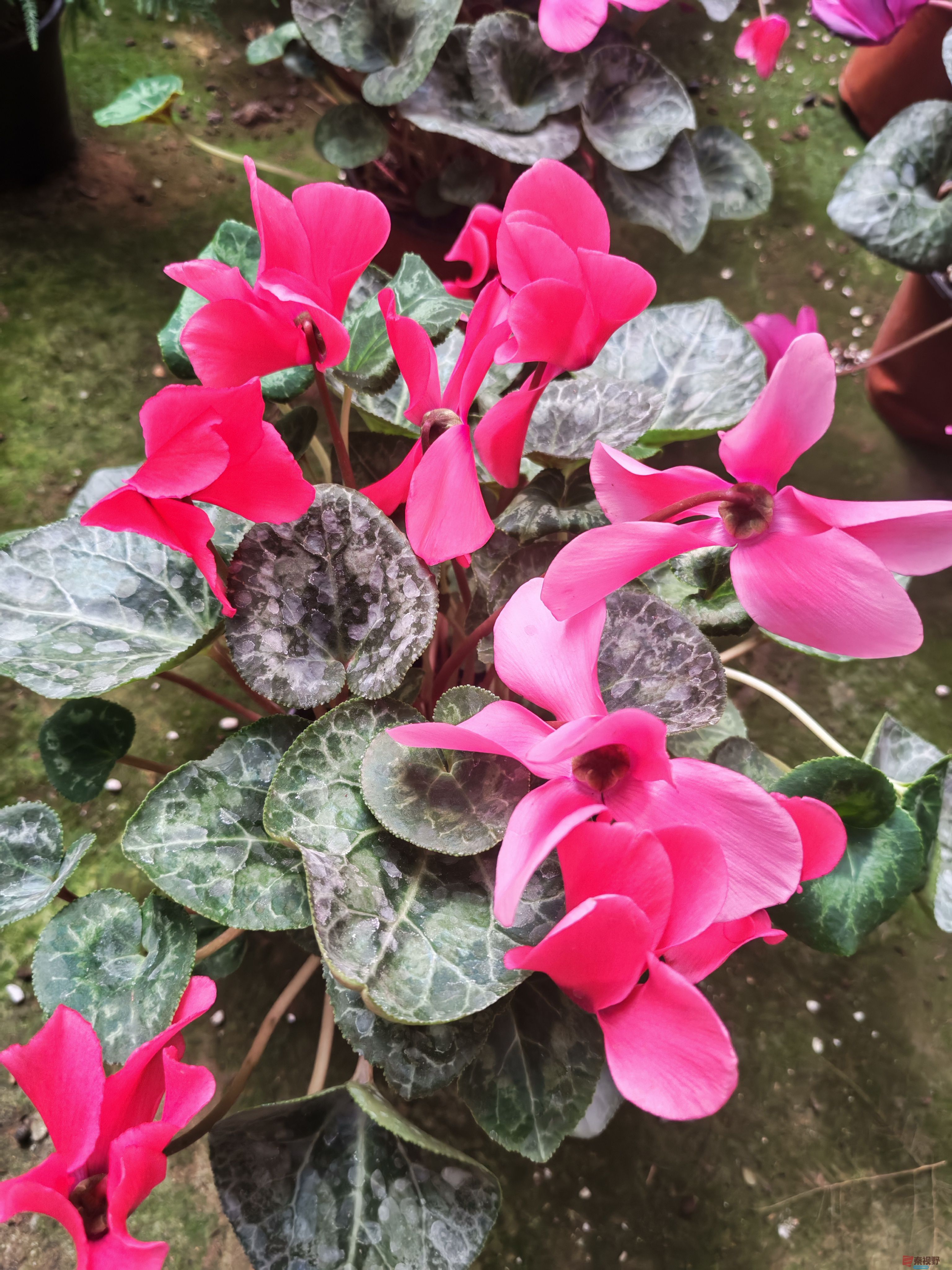 北方四月的花（3）