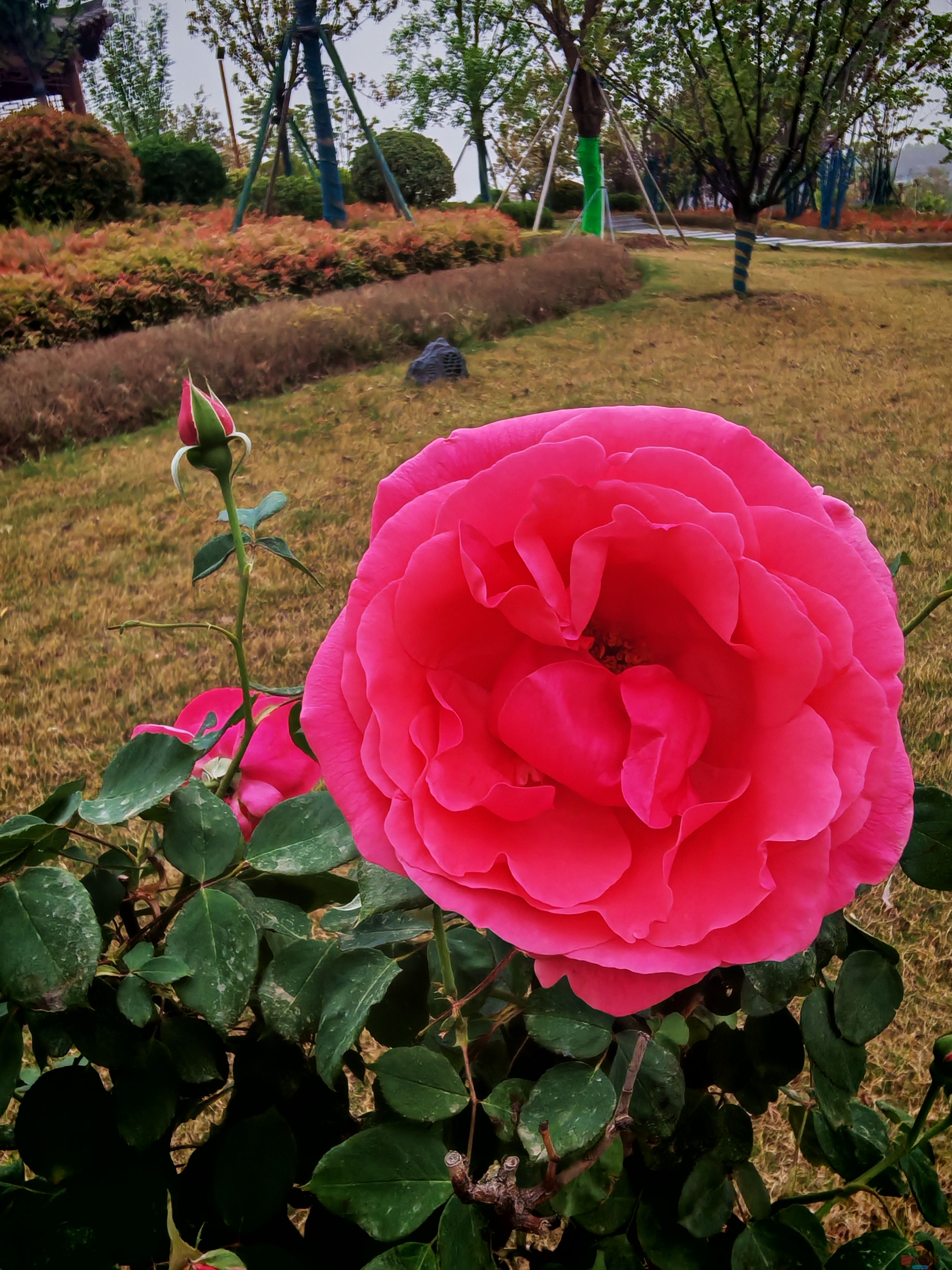 IMG_20250422_181227.jpg