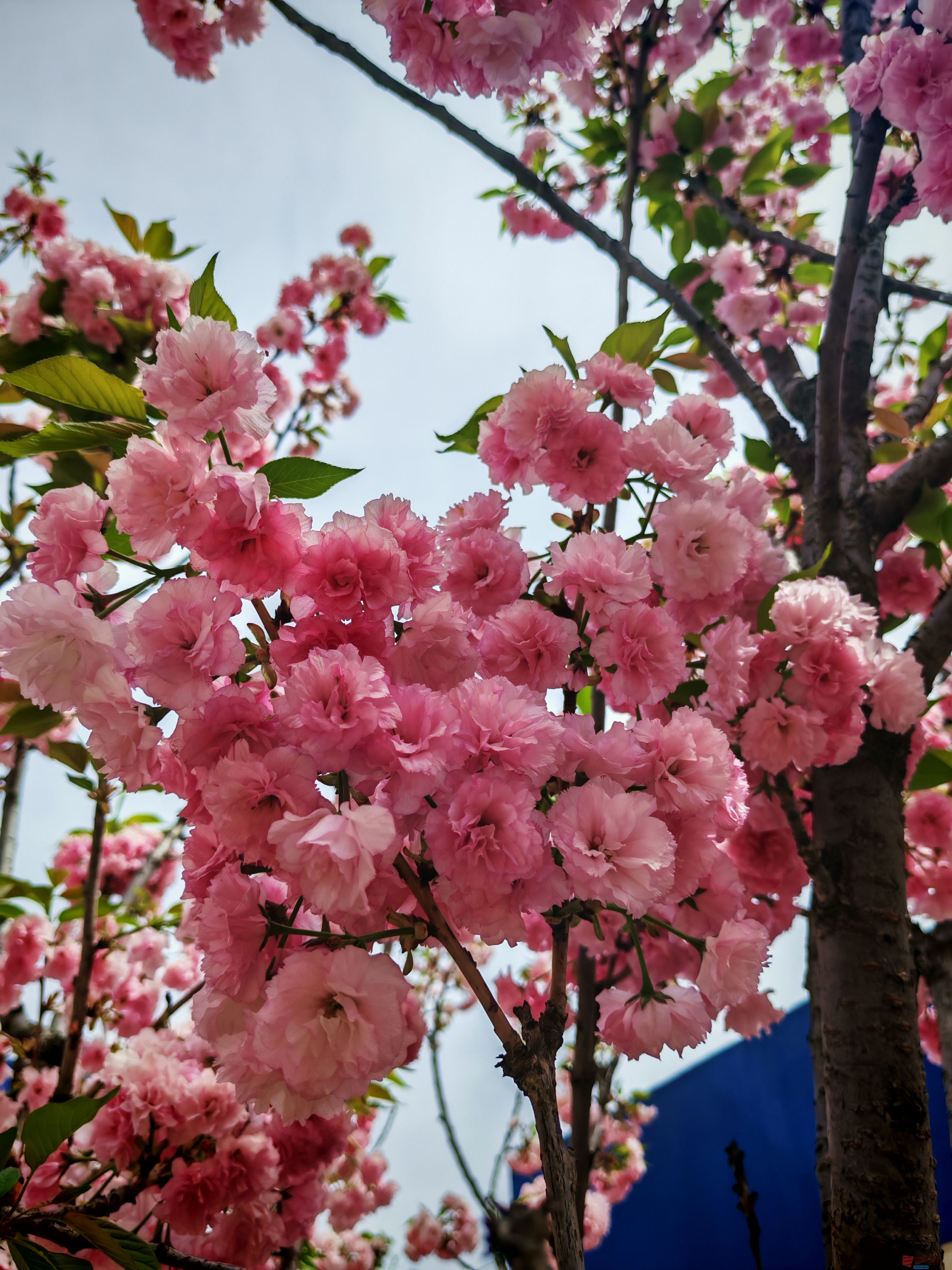 <strong>西安的樱花已经全部开败了，铜川的樱花正当时【摄影周春辉】</strong>