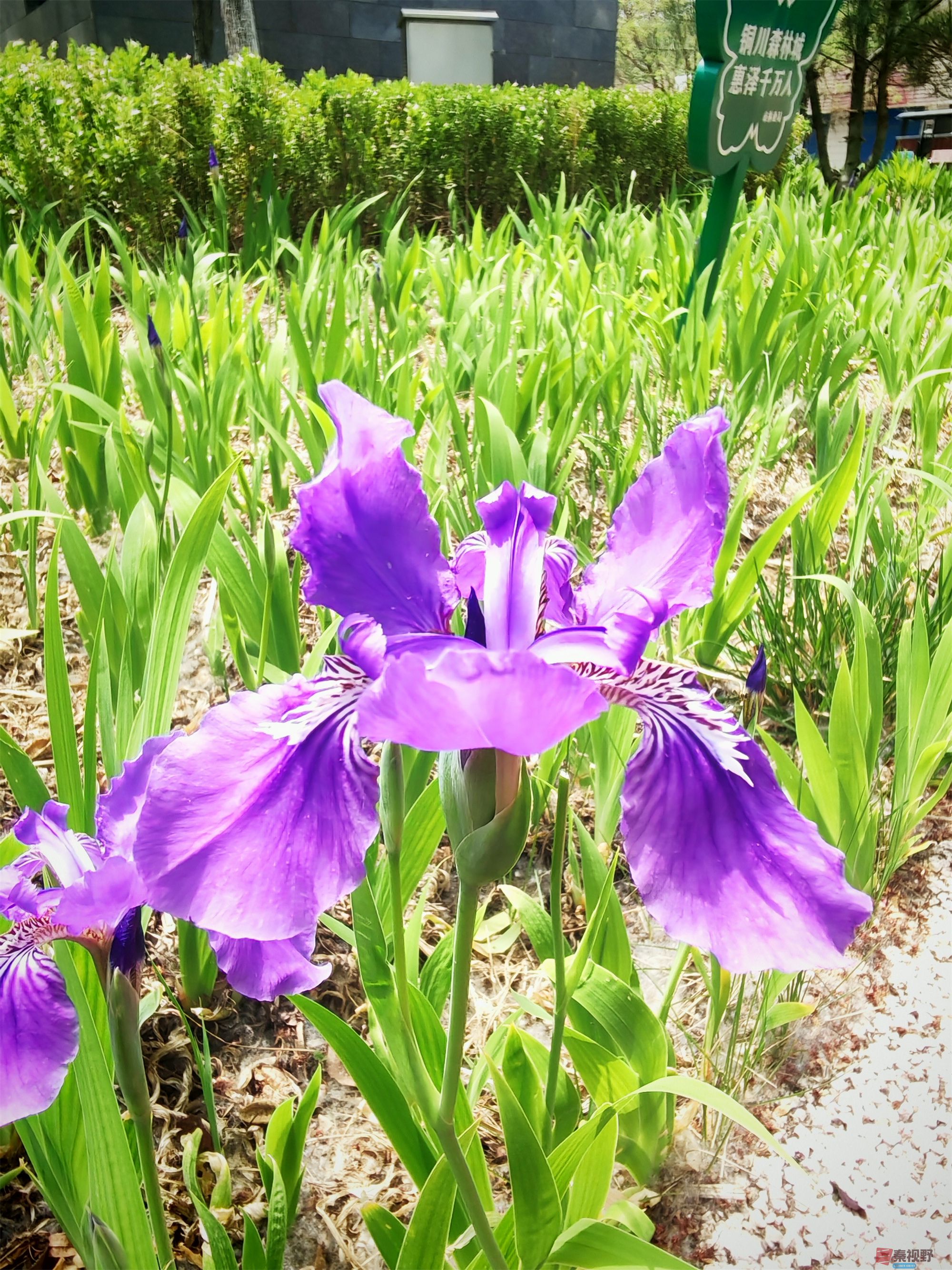 四月花香飘满园