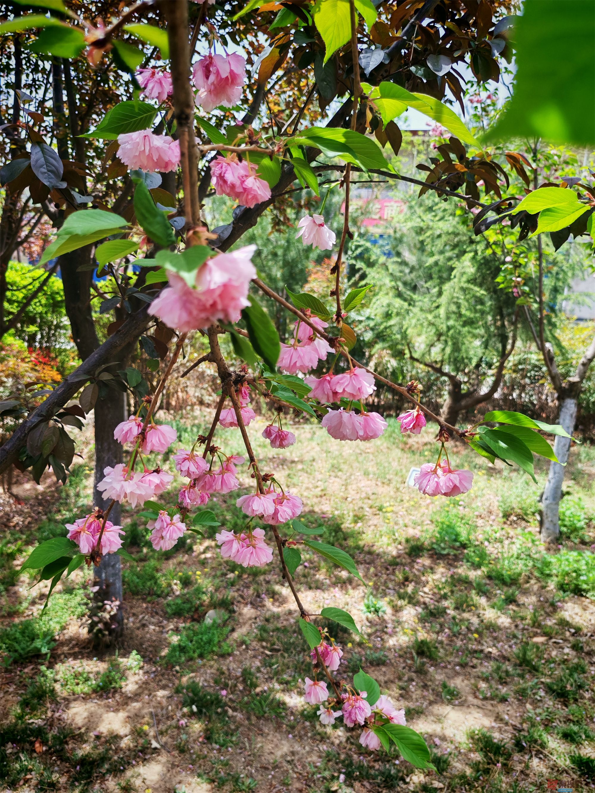 IMG_20250425_122459压缩 (103).jpg