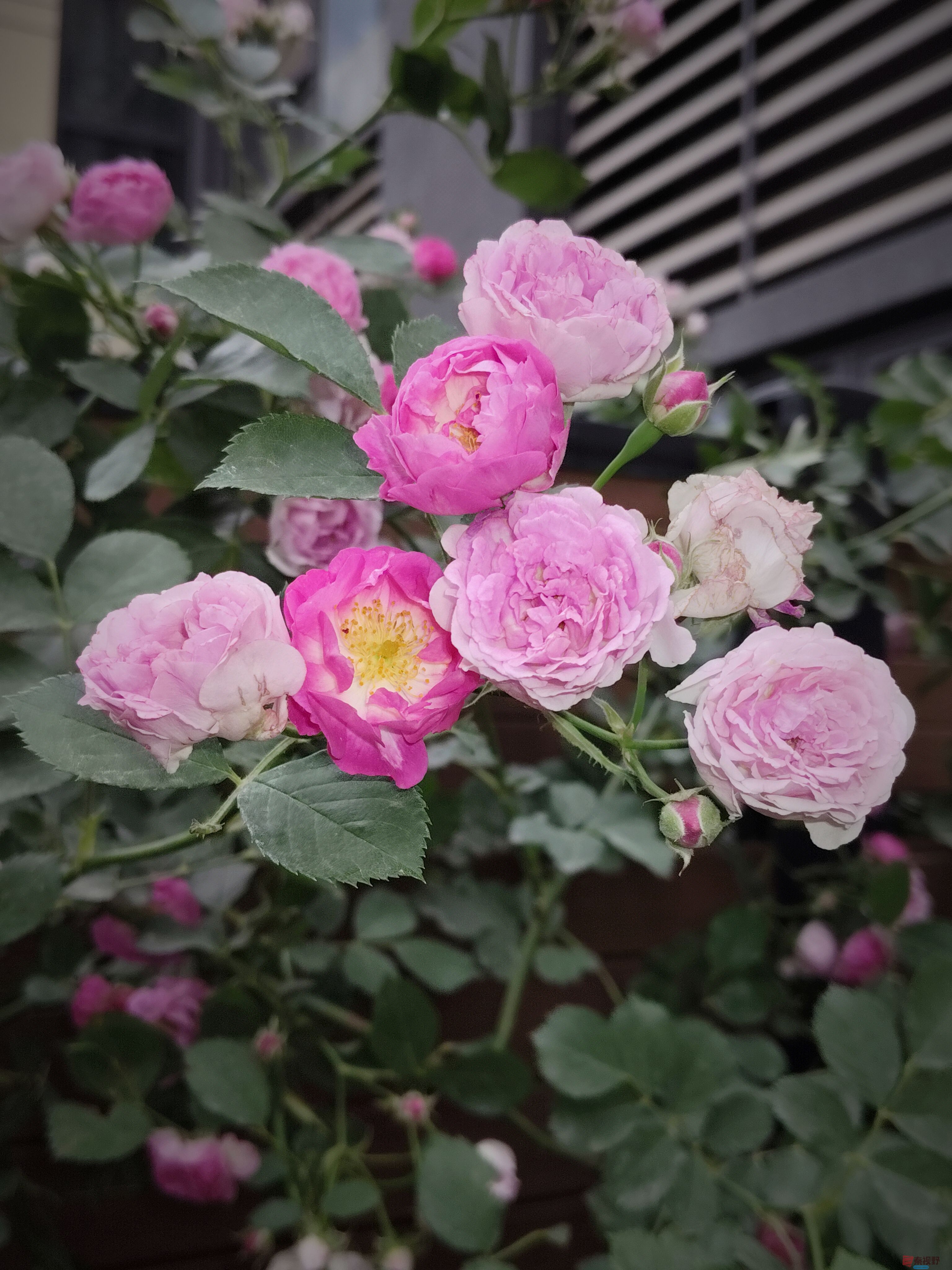 多彩的月季【摄影吕卫东】