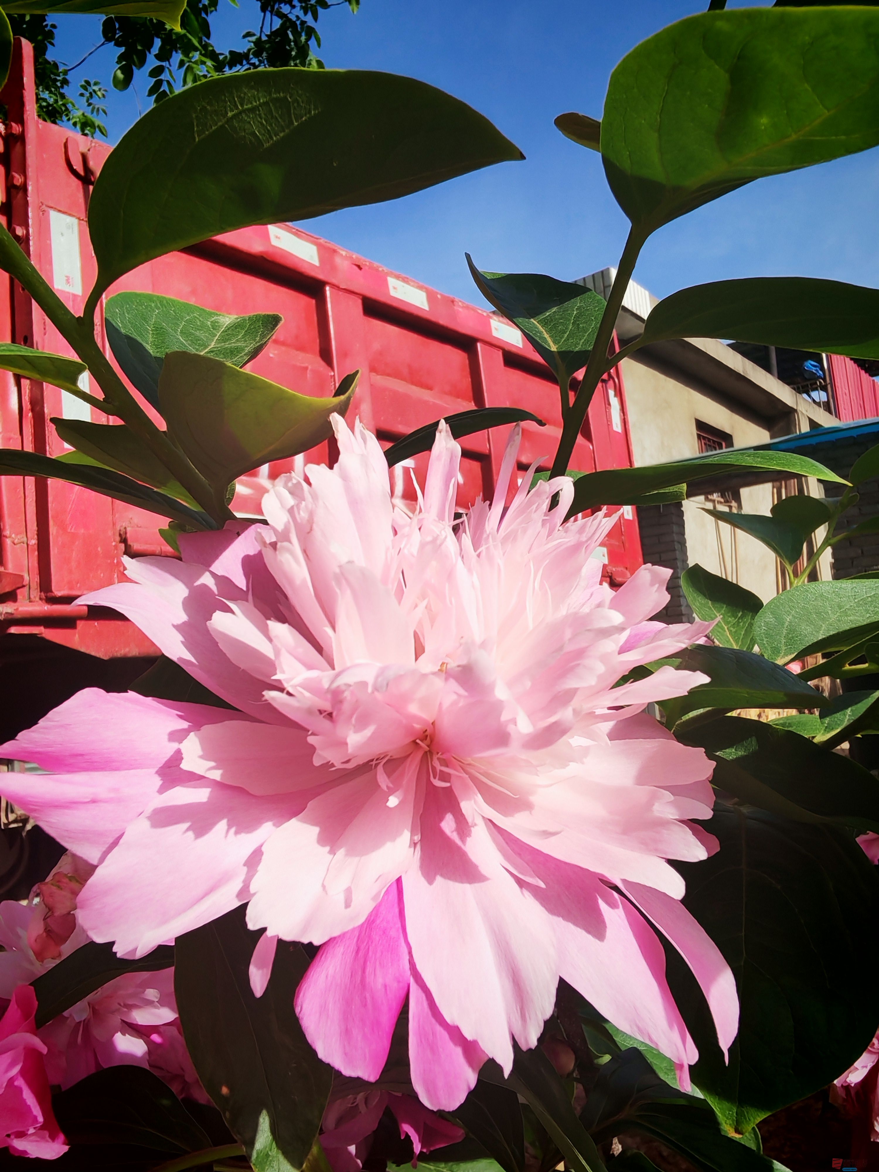 漂亮的芍药花【摄影周春辉】