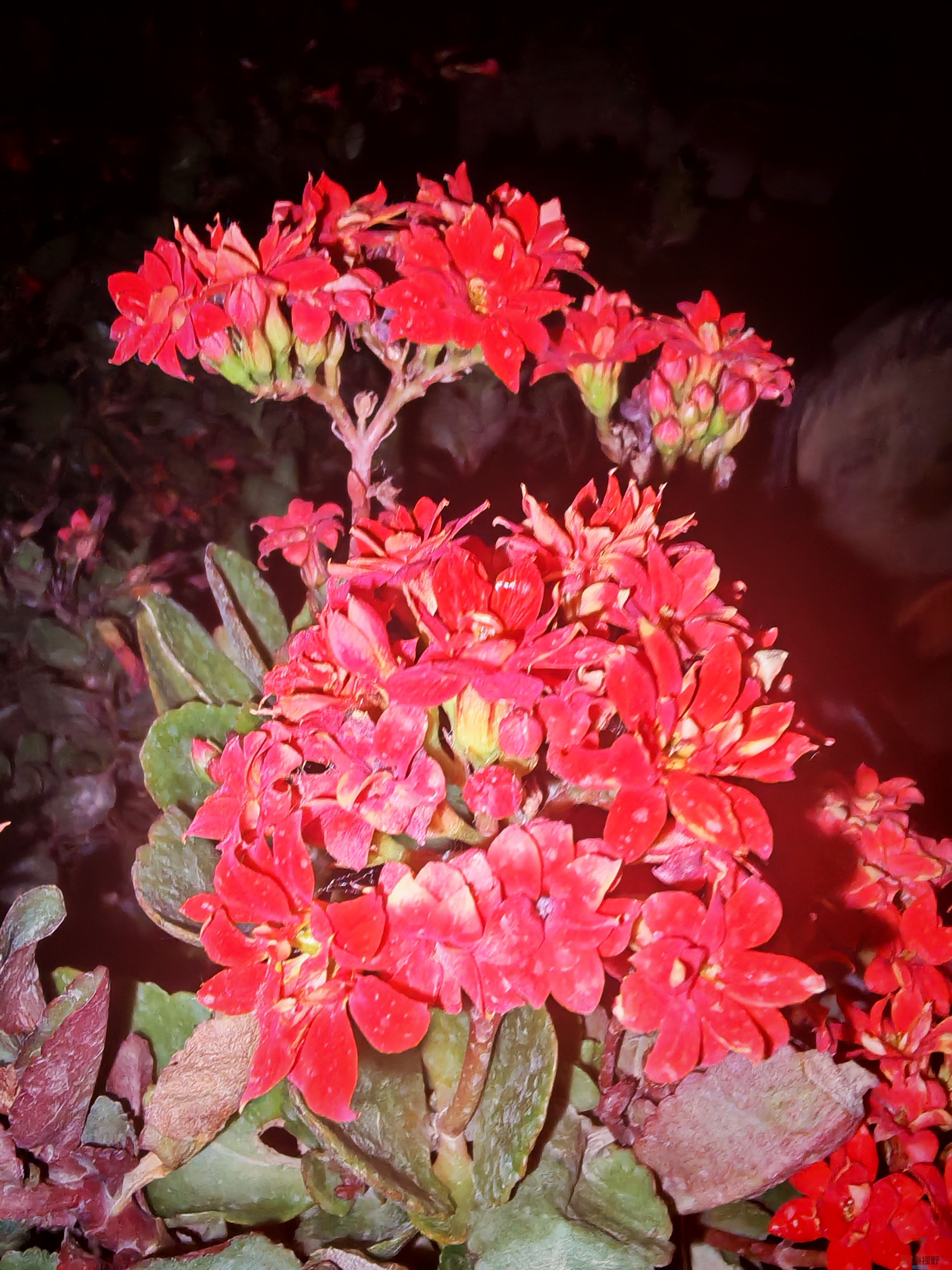 IMG_20250505_203120.jpg