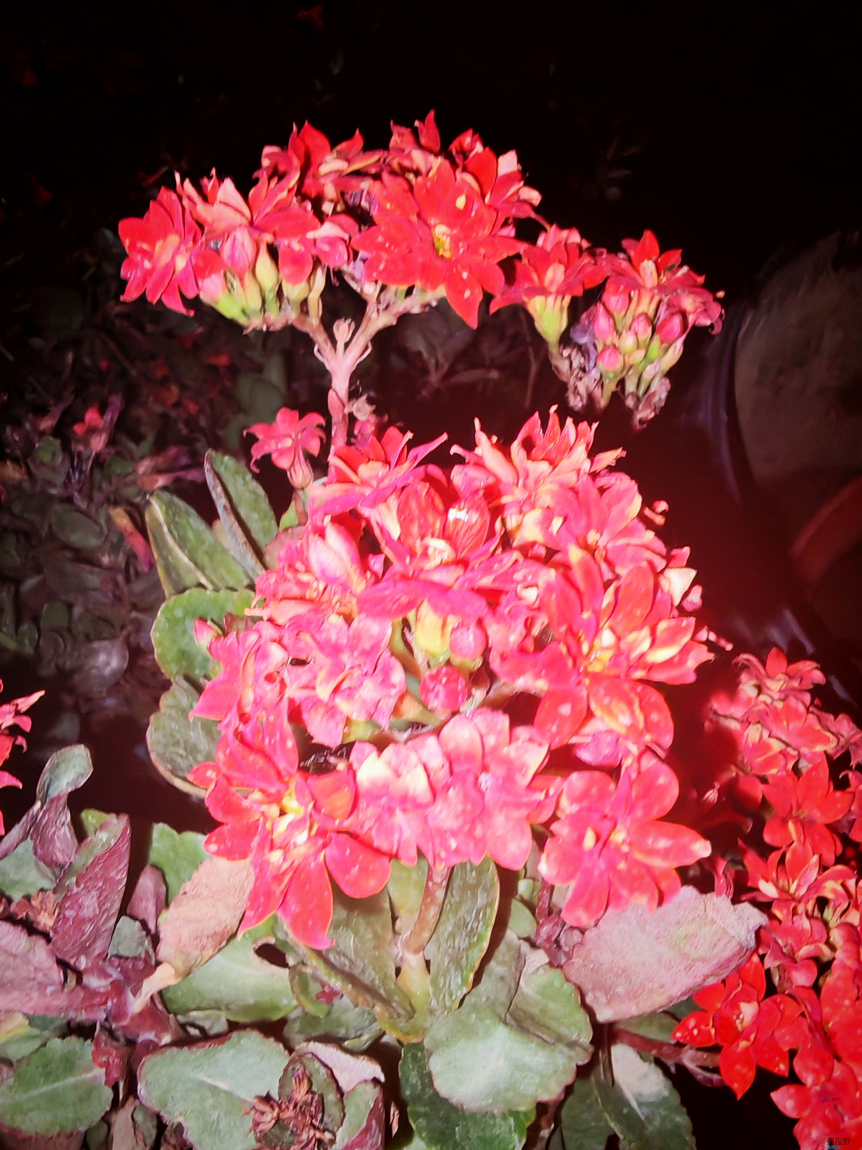 IMG_20250505_203125.jpg