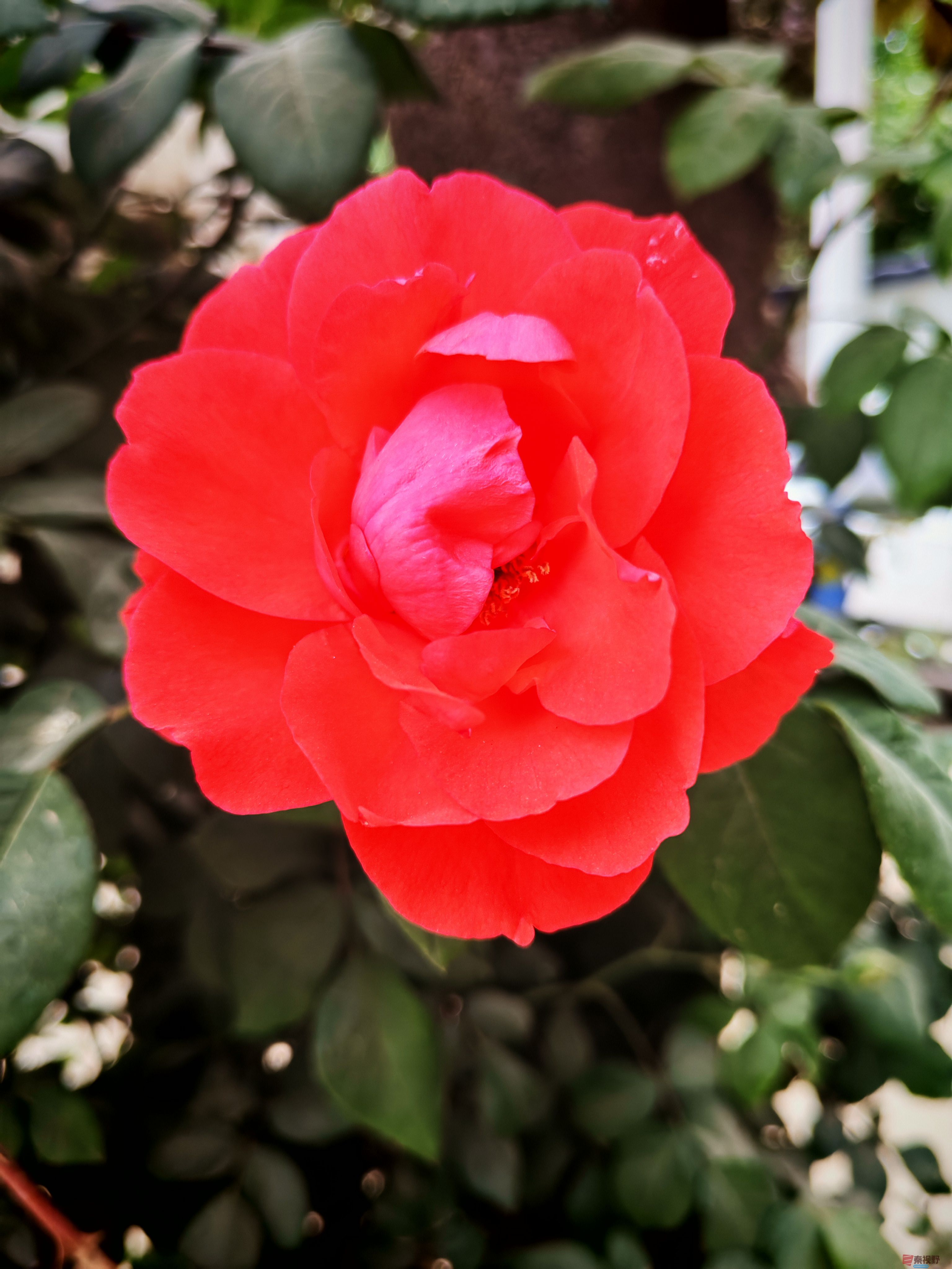 五月的月季花【摄影周春辉】