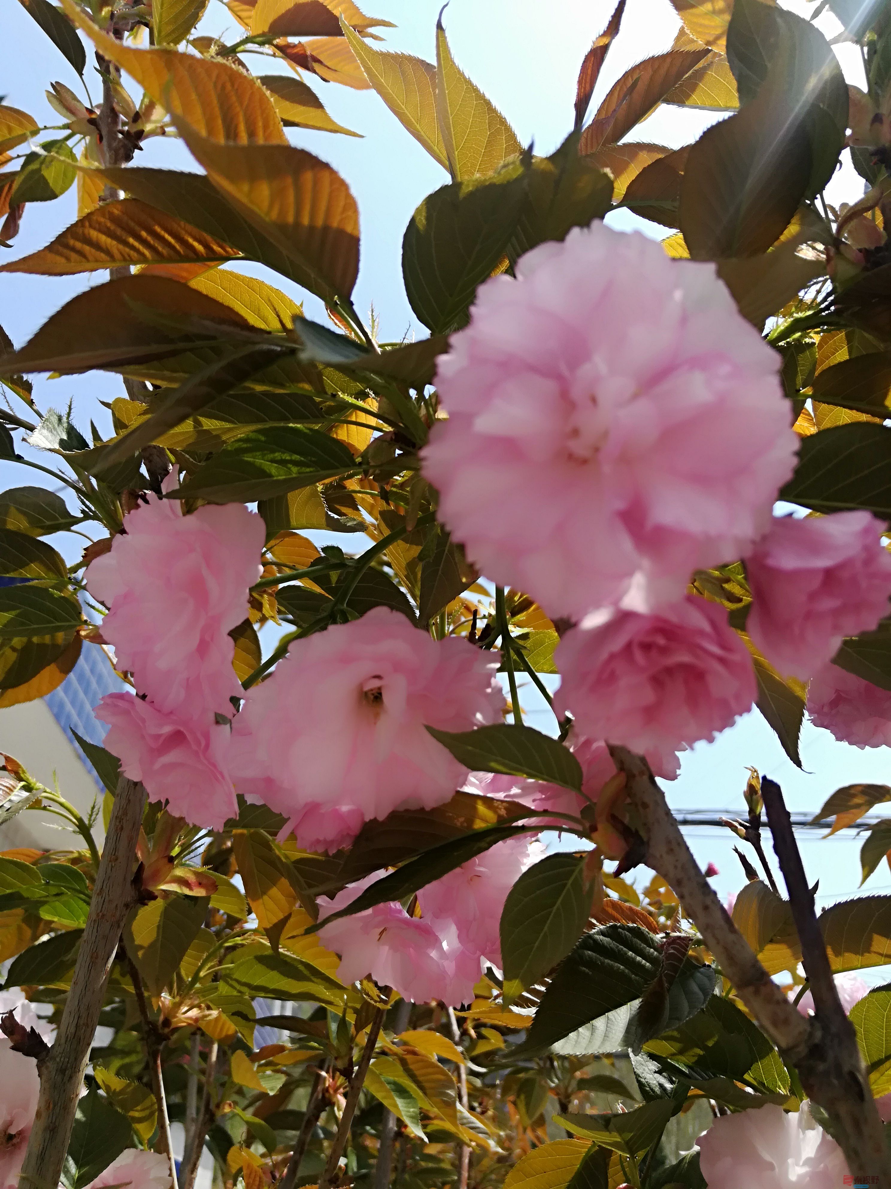 粉色樱花挂枝头    正是踏青好时节（2）【摄影周春辉】