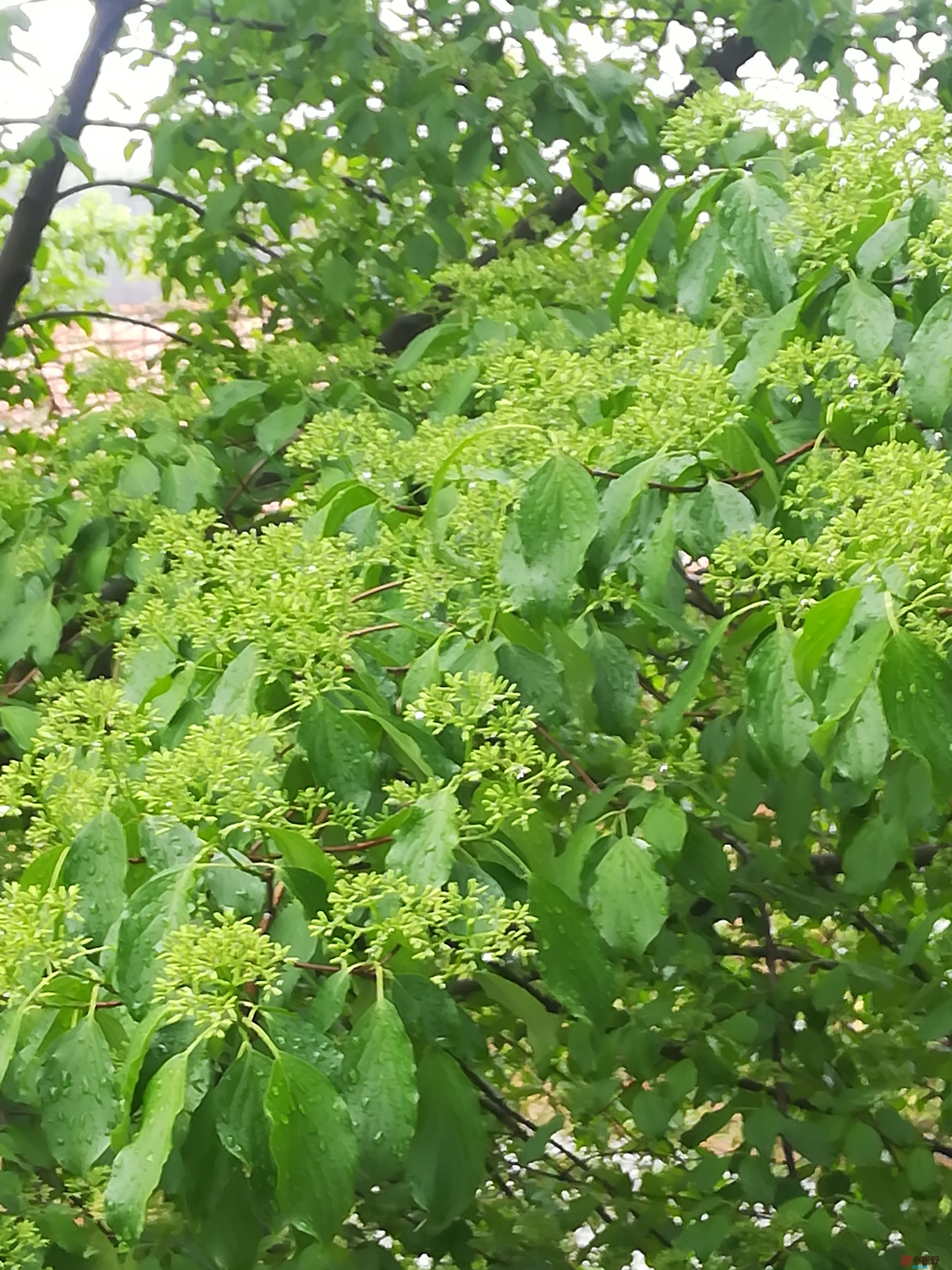 IMG_20190427_101046.jpg