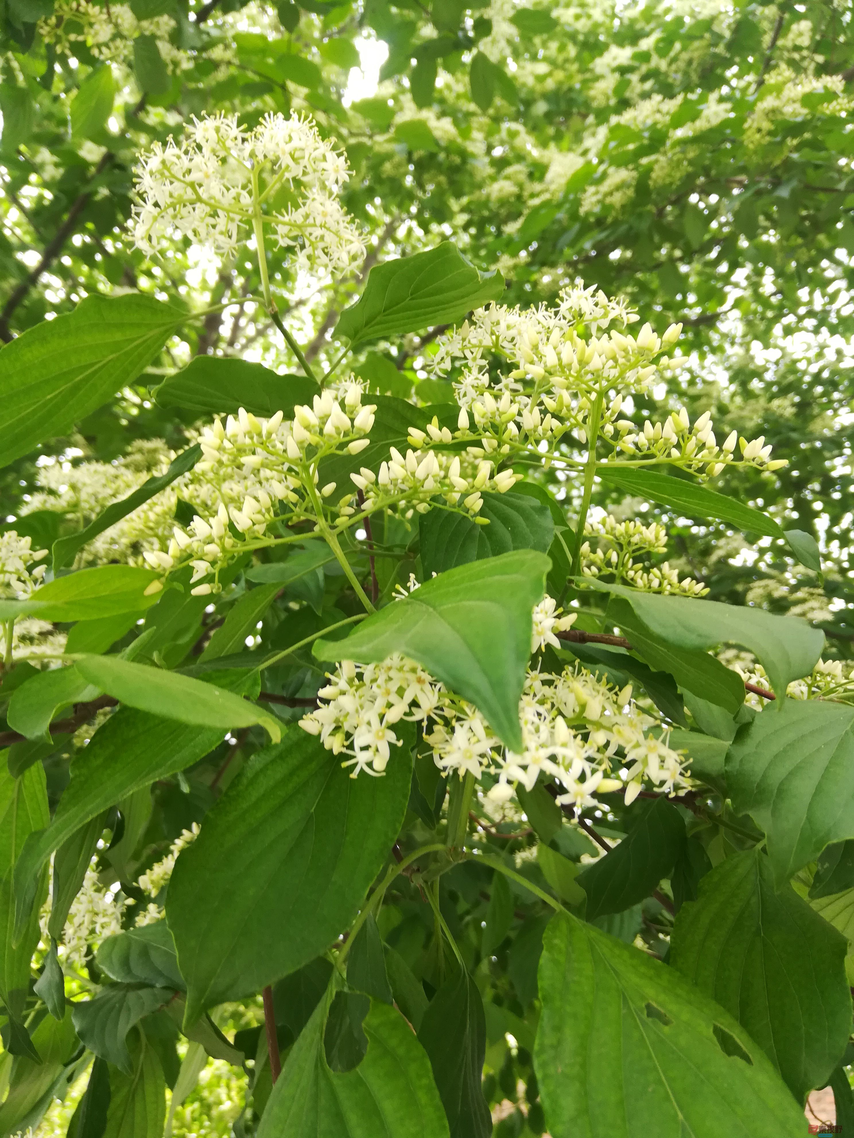 IMG_20190513_095330.jpg