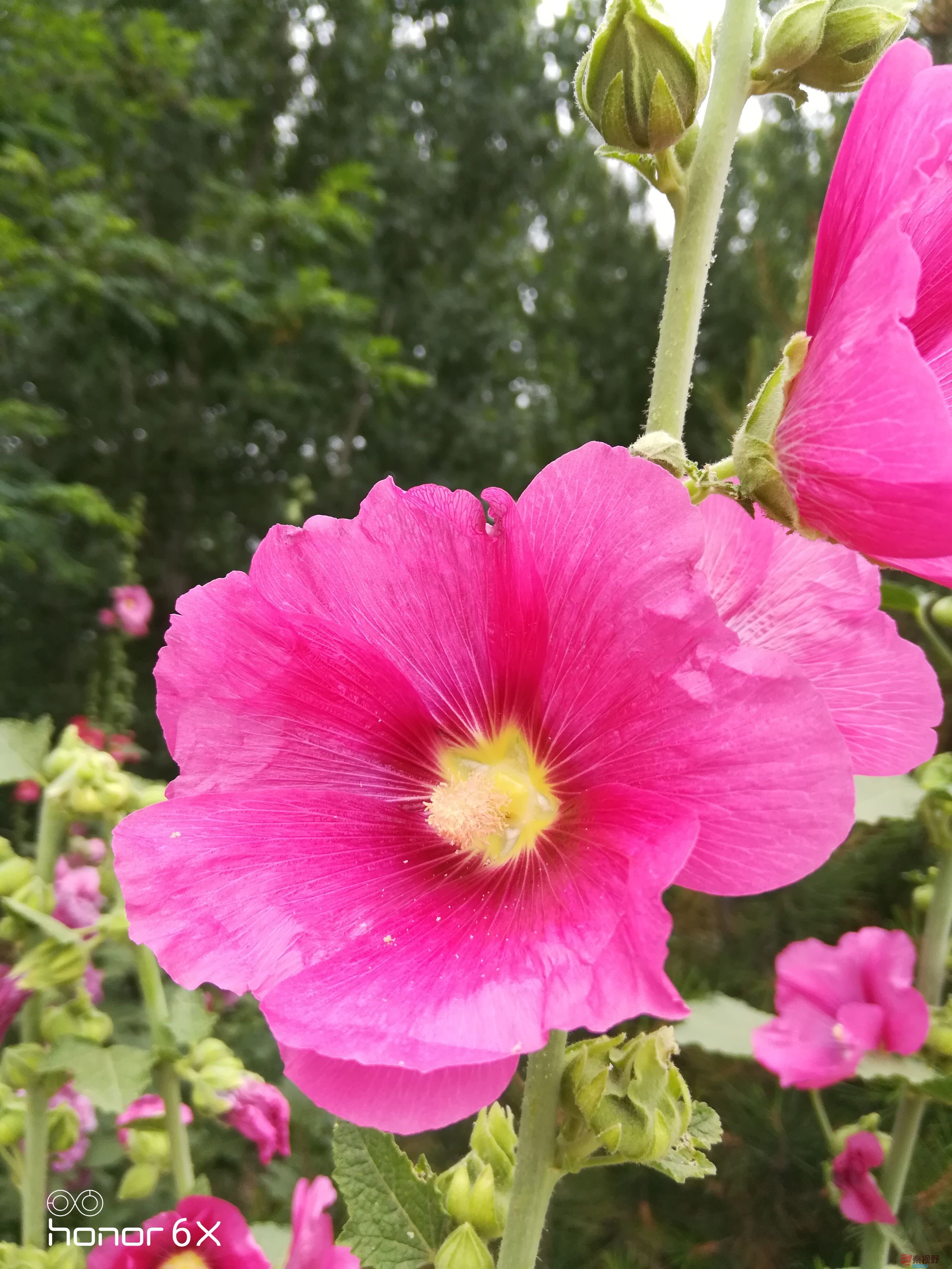 IMG_20190619_075127.jpg