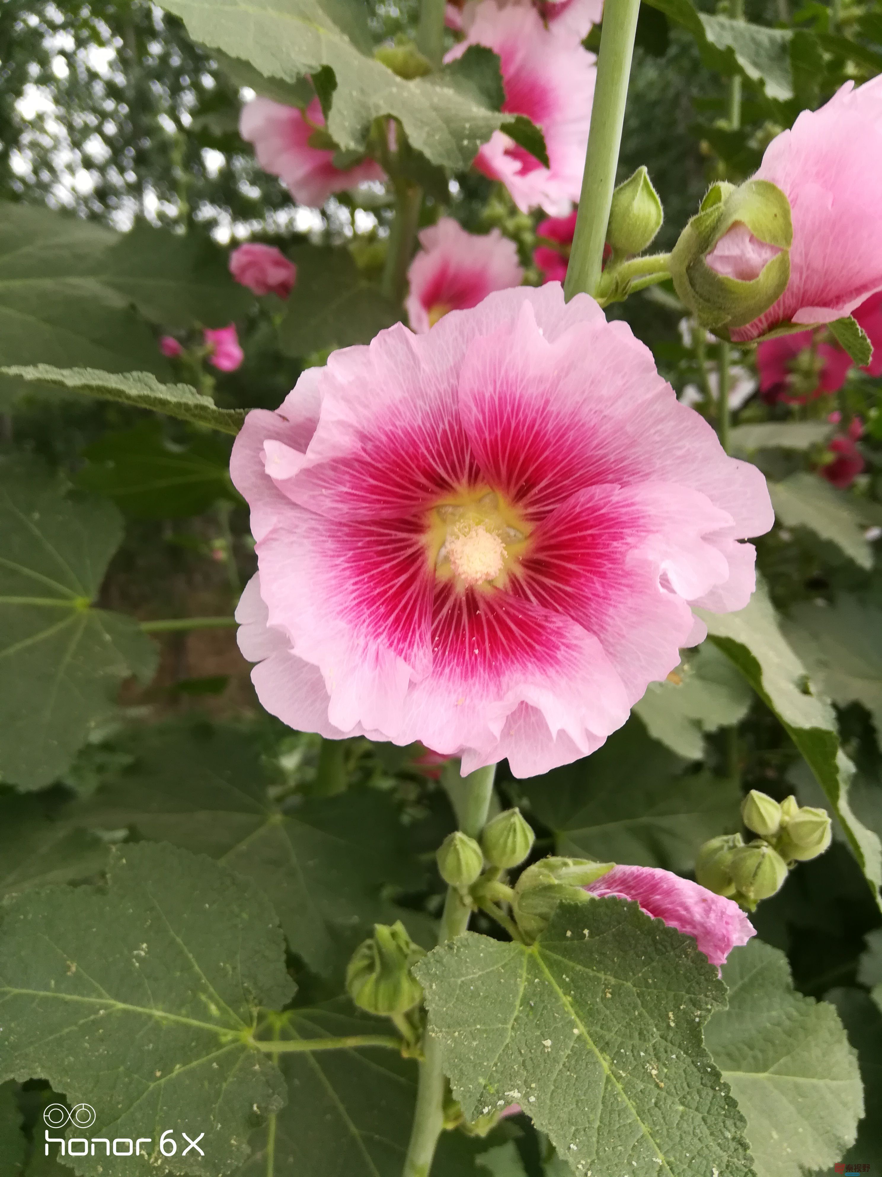 IMG_20190619_075219.jpg