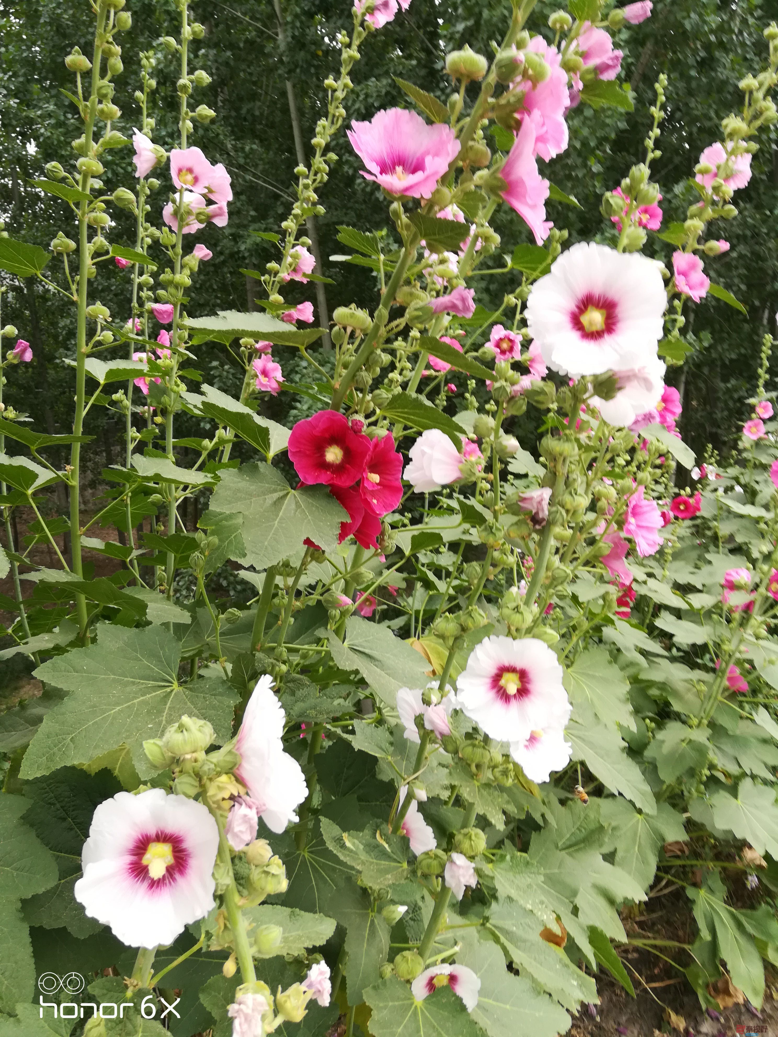 IMG_20190619_075225.jpg