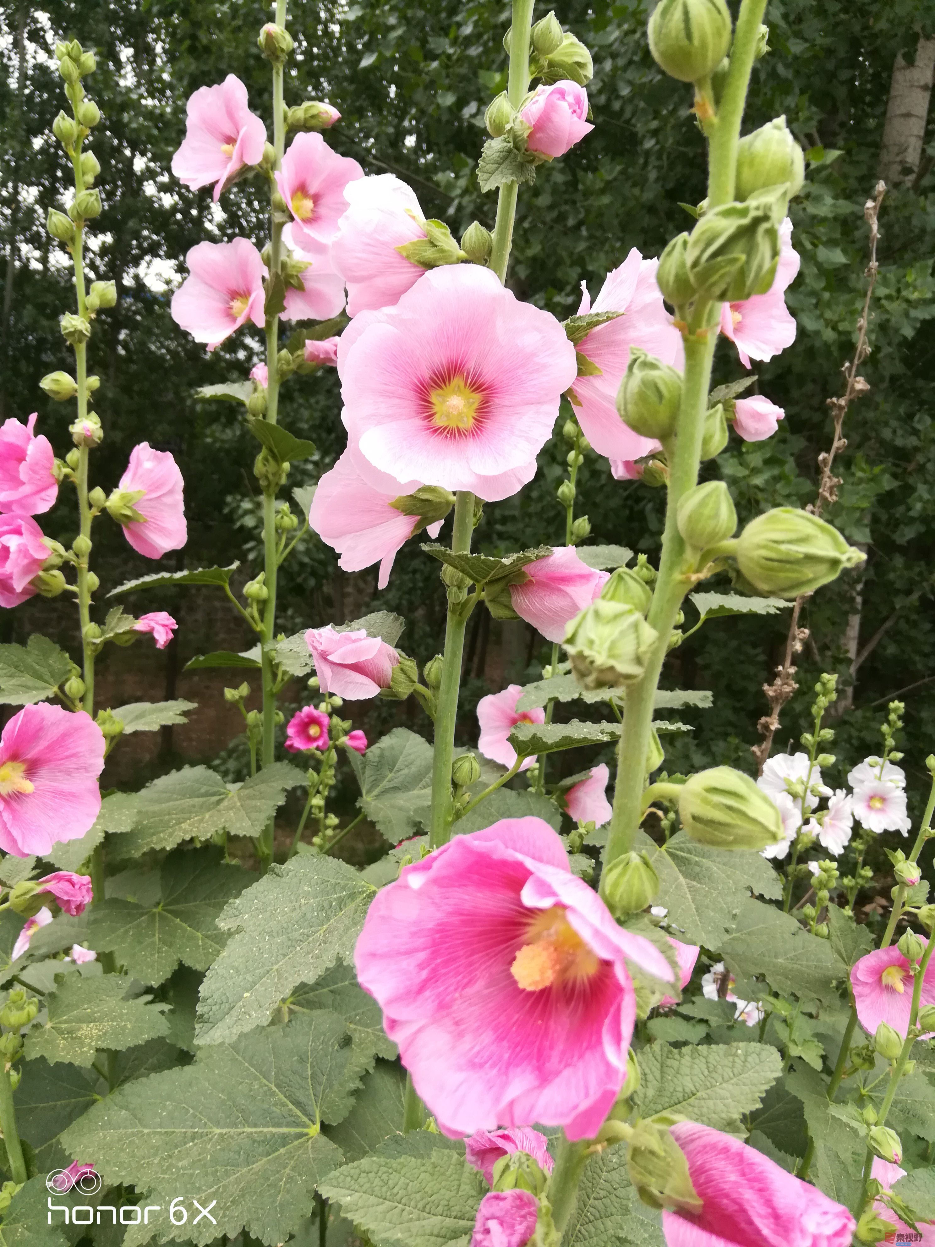 IMG_20190619_075236.jpg