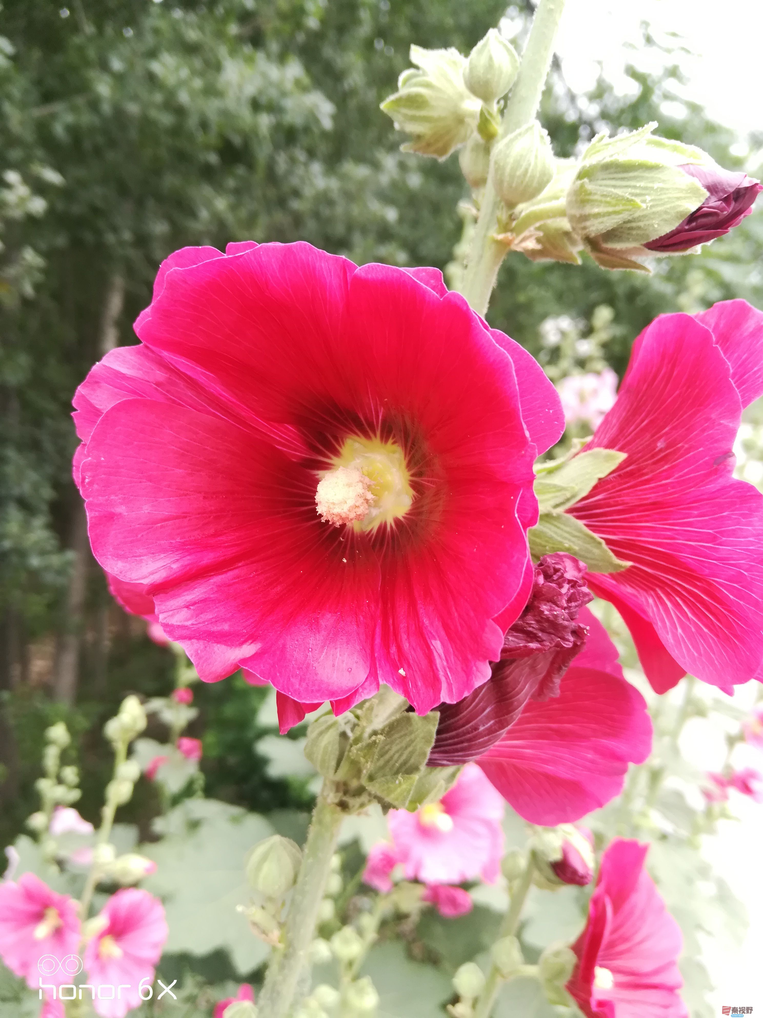 IMG_20190619_075250.jpg