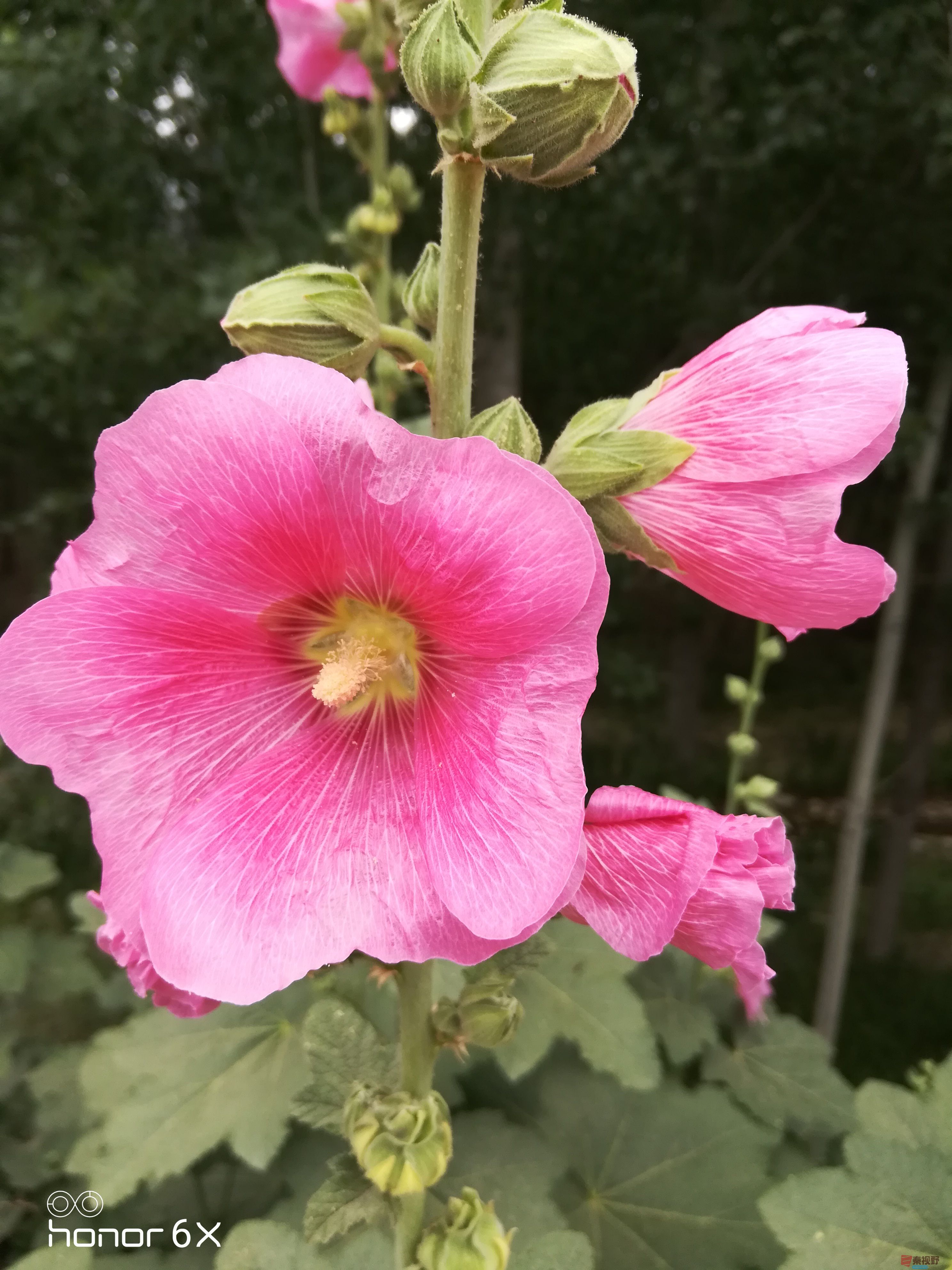IMG_20190619_075254.jpg