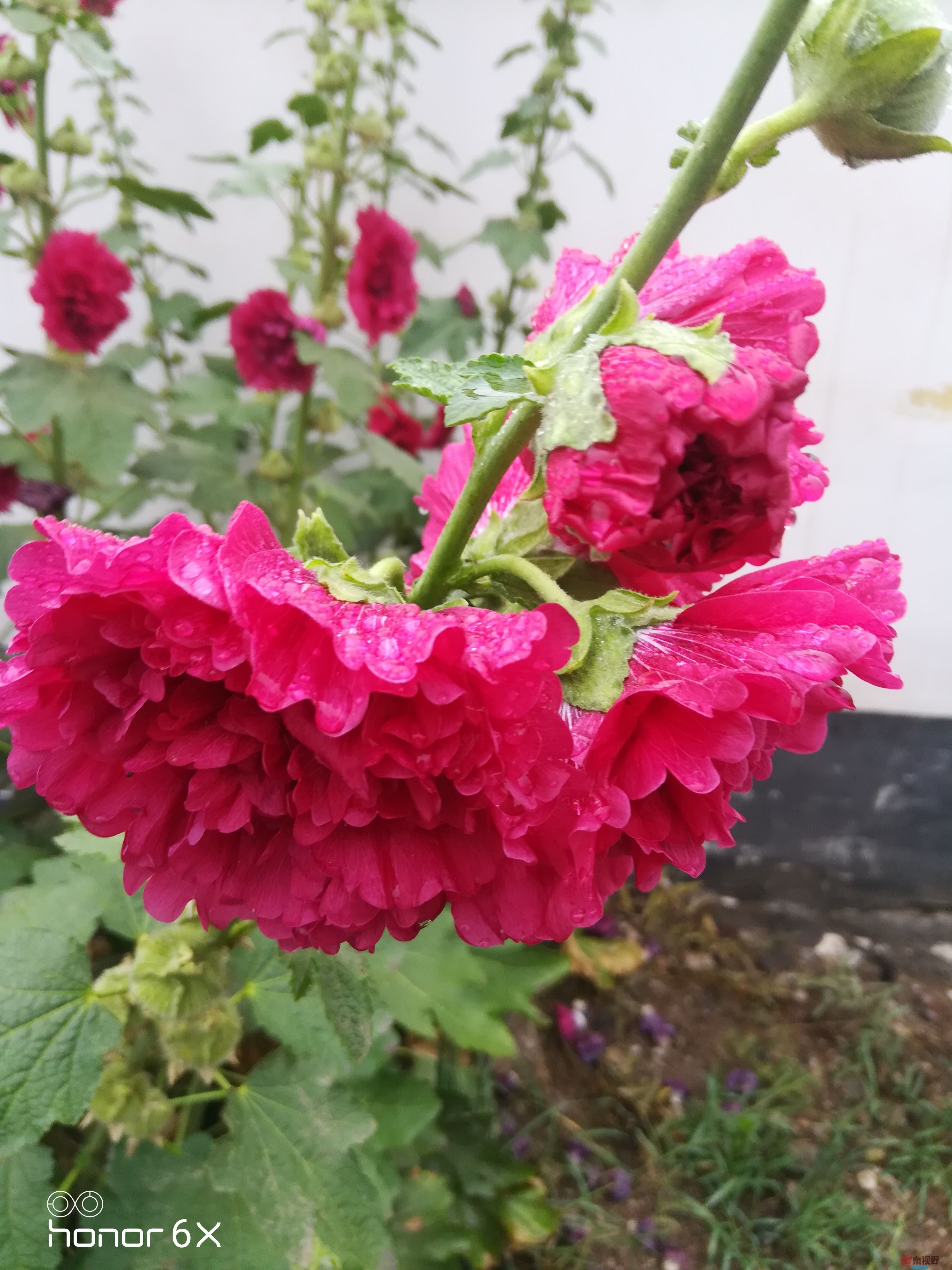 IMG_20190620_072316.jpg