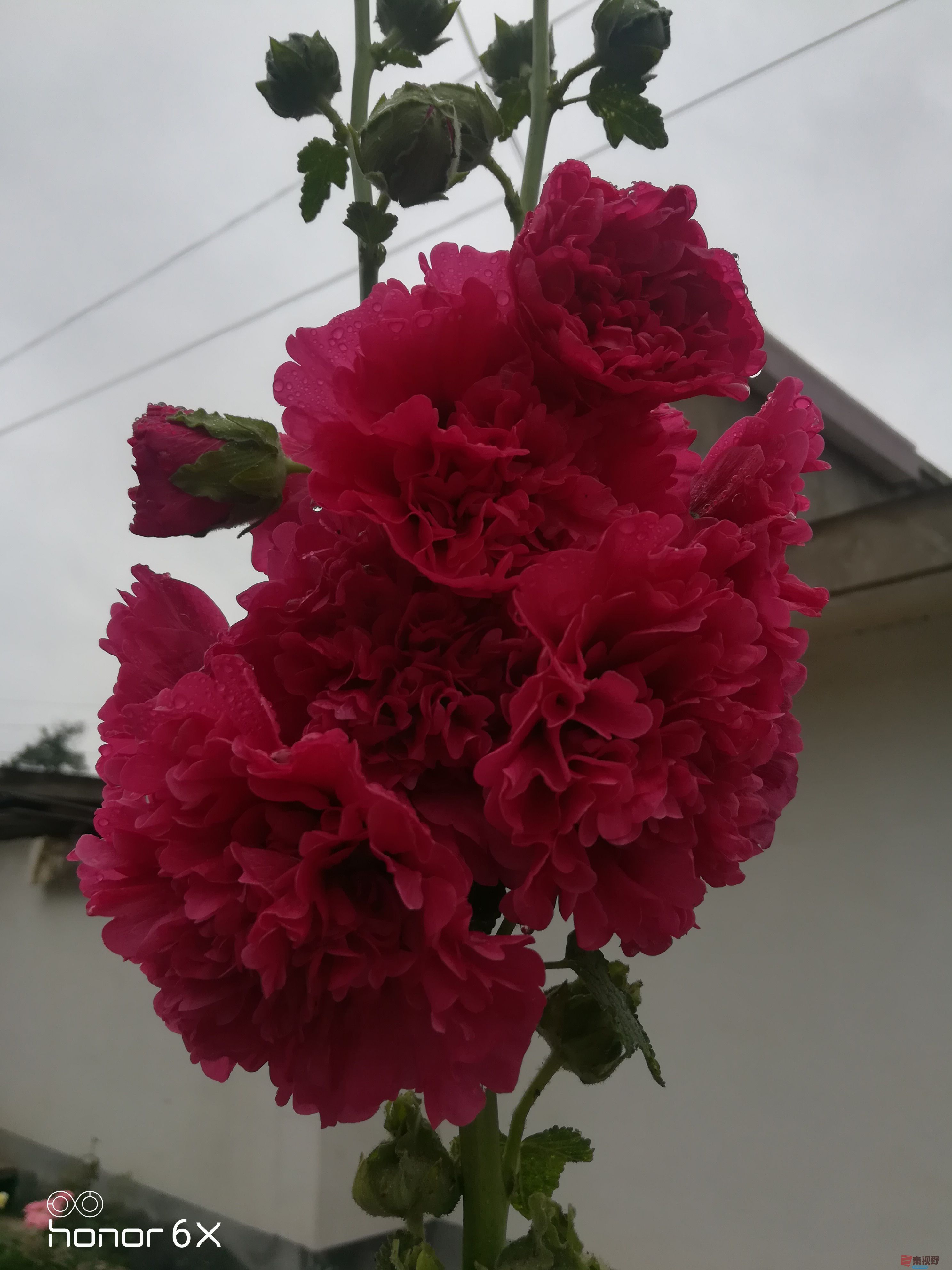 IMG_20190620_072351.jpg