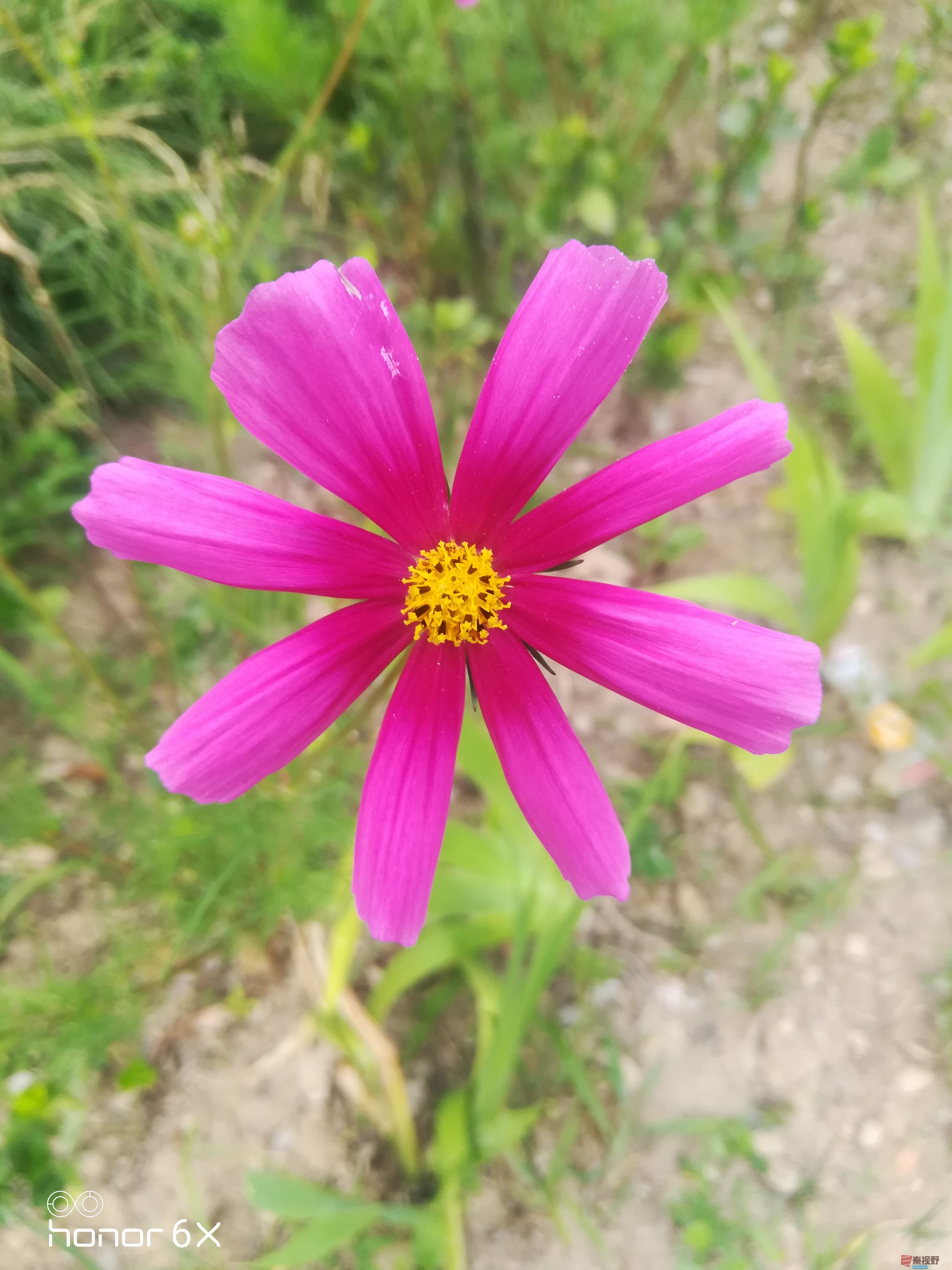 路边的野花也娇艳