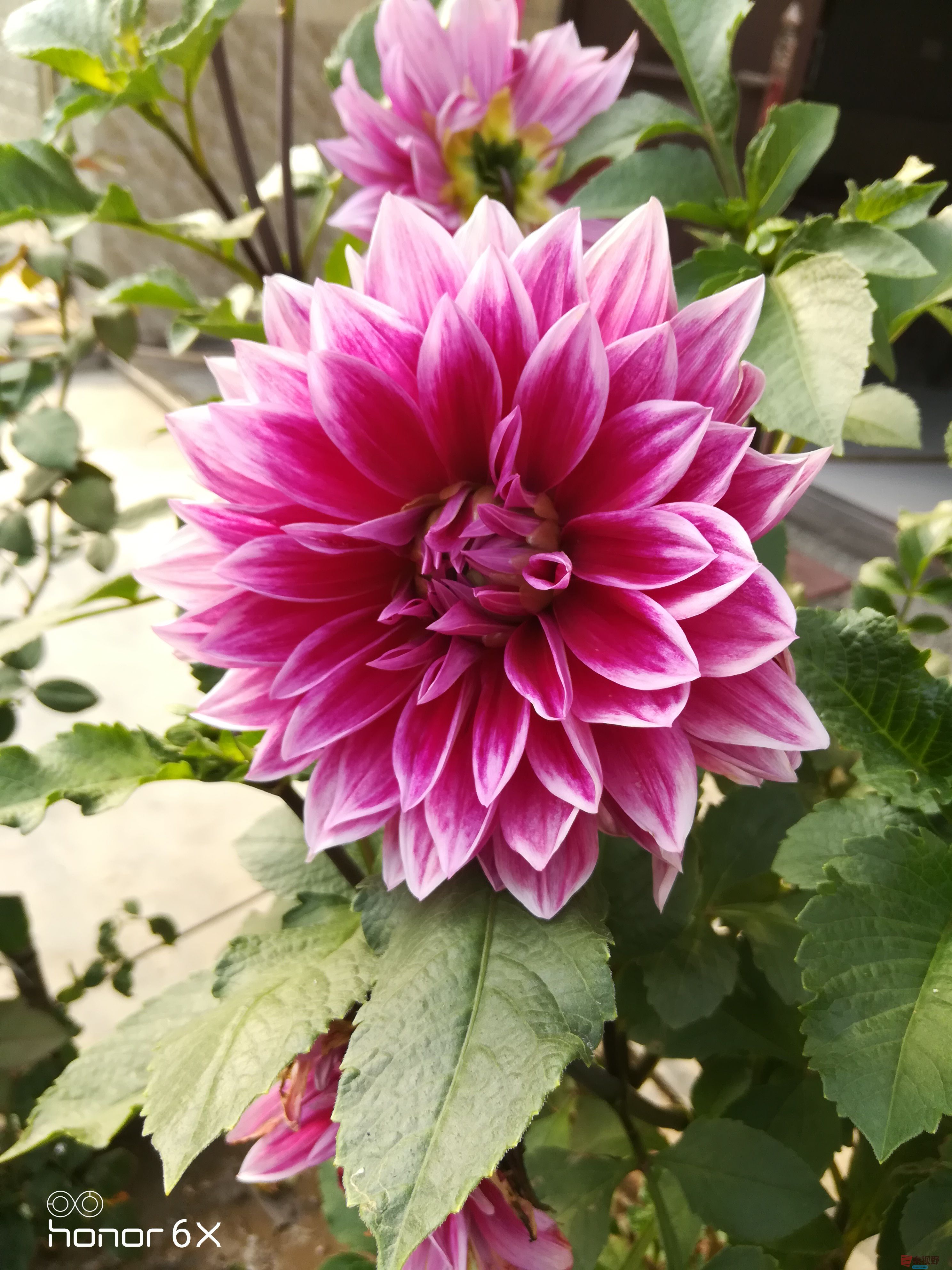 漂亮的大丽花【摄影周春辉】