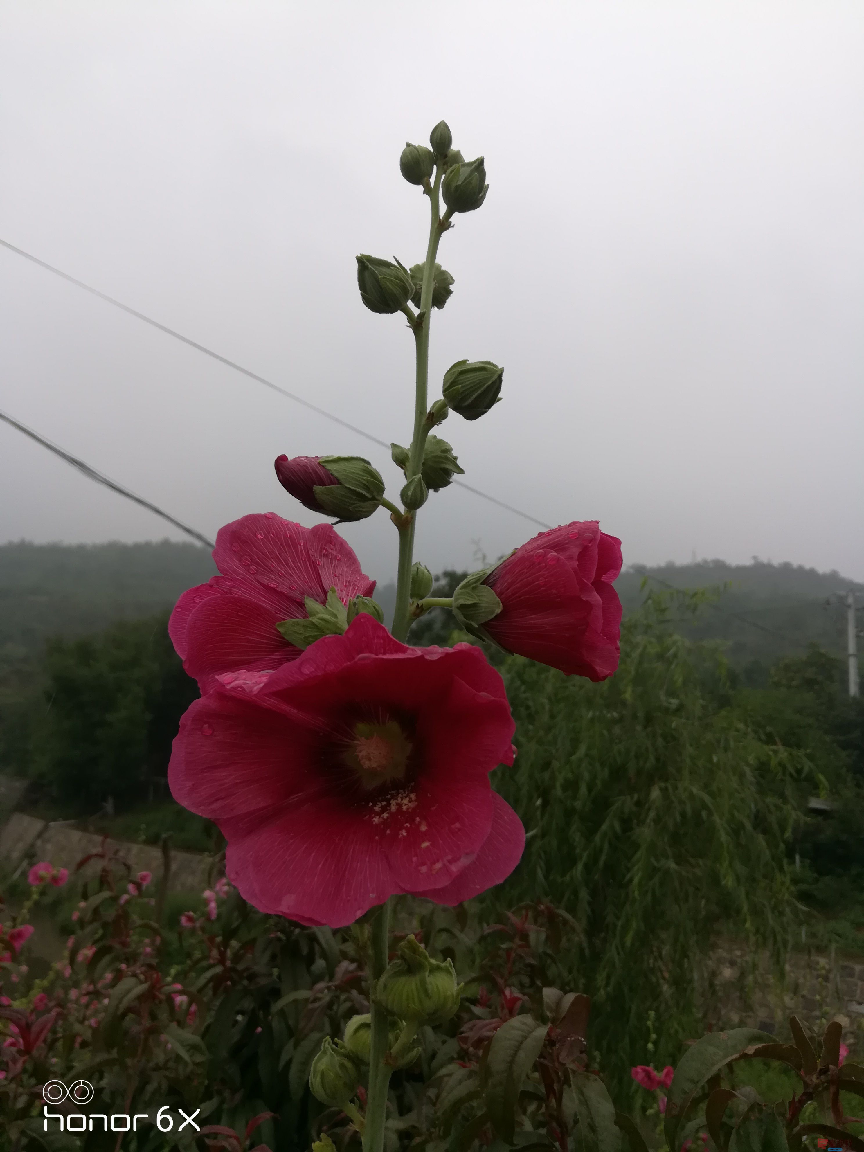 IMG_20190622_0852440 (15).jpg