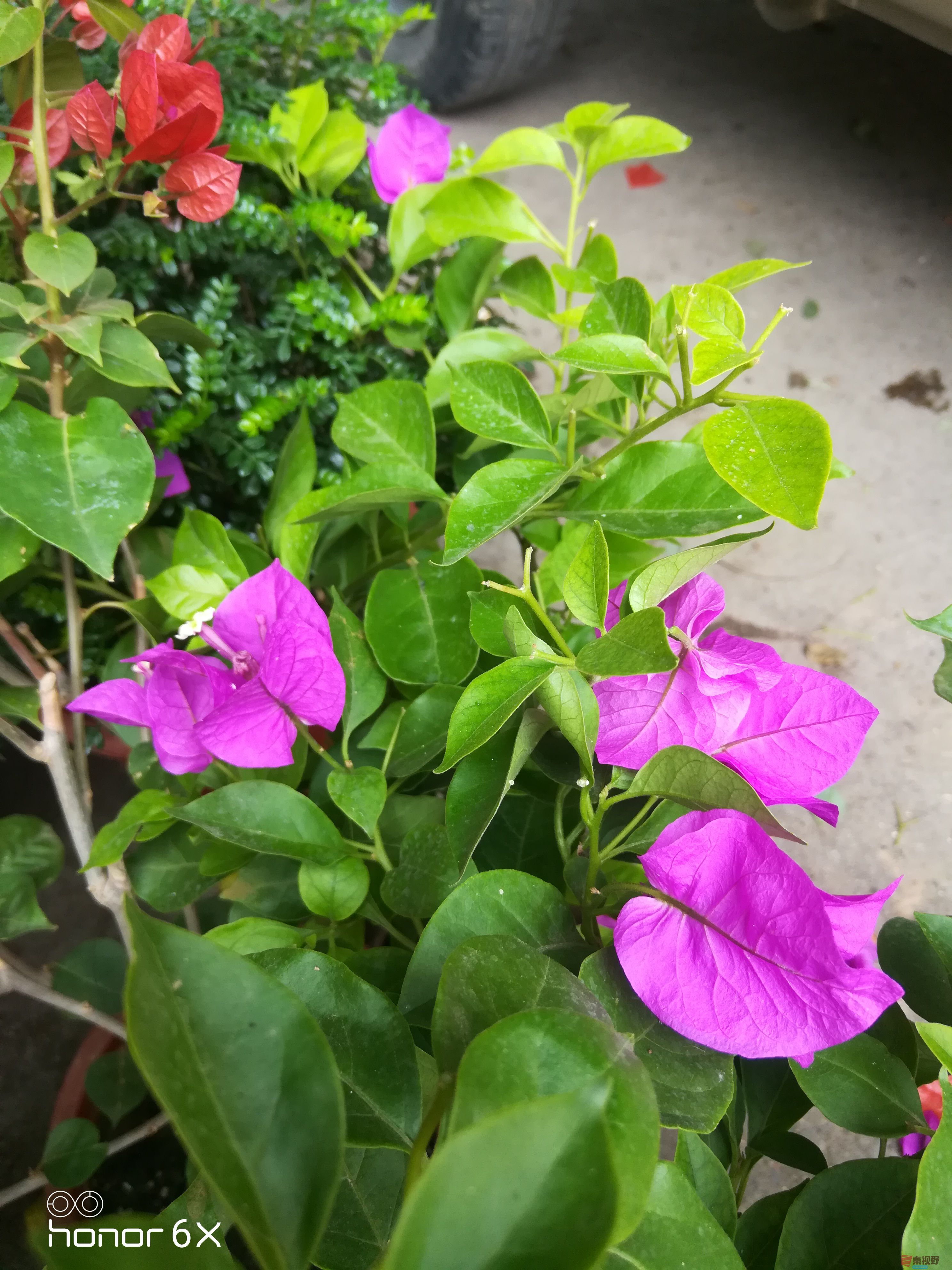 IMG_20190623_112619.jpg