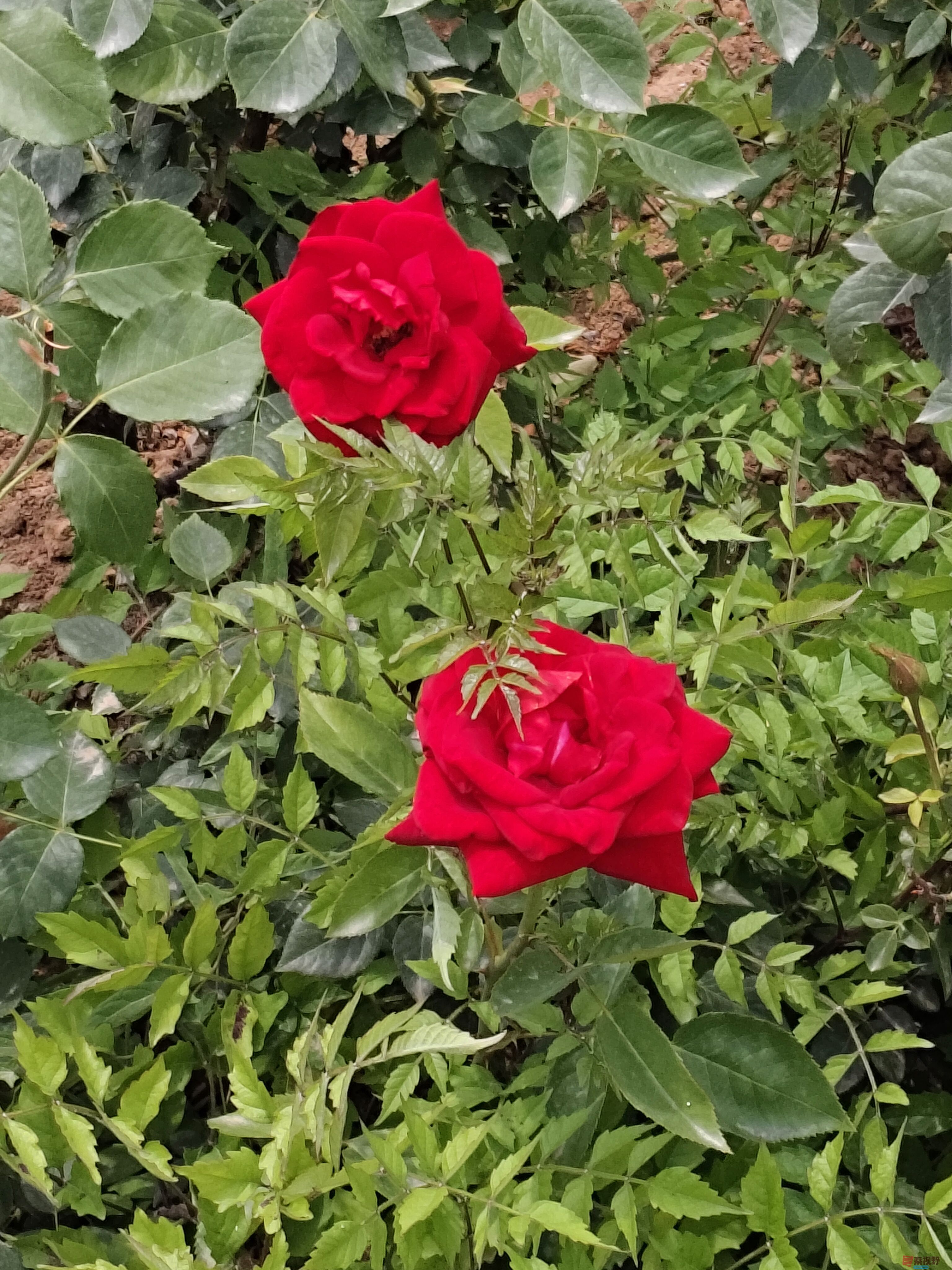 各色月季花【摄影吕卫东】