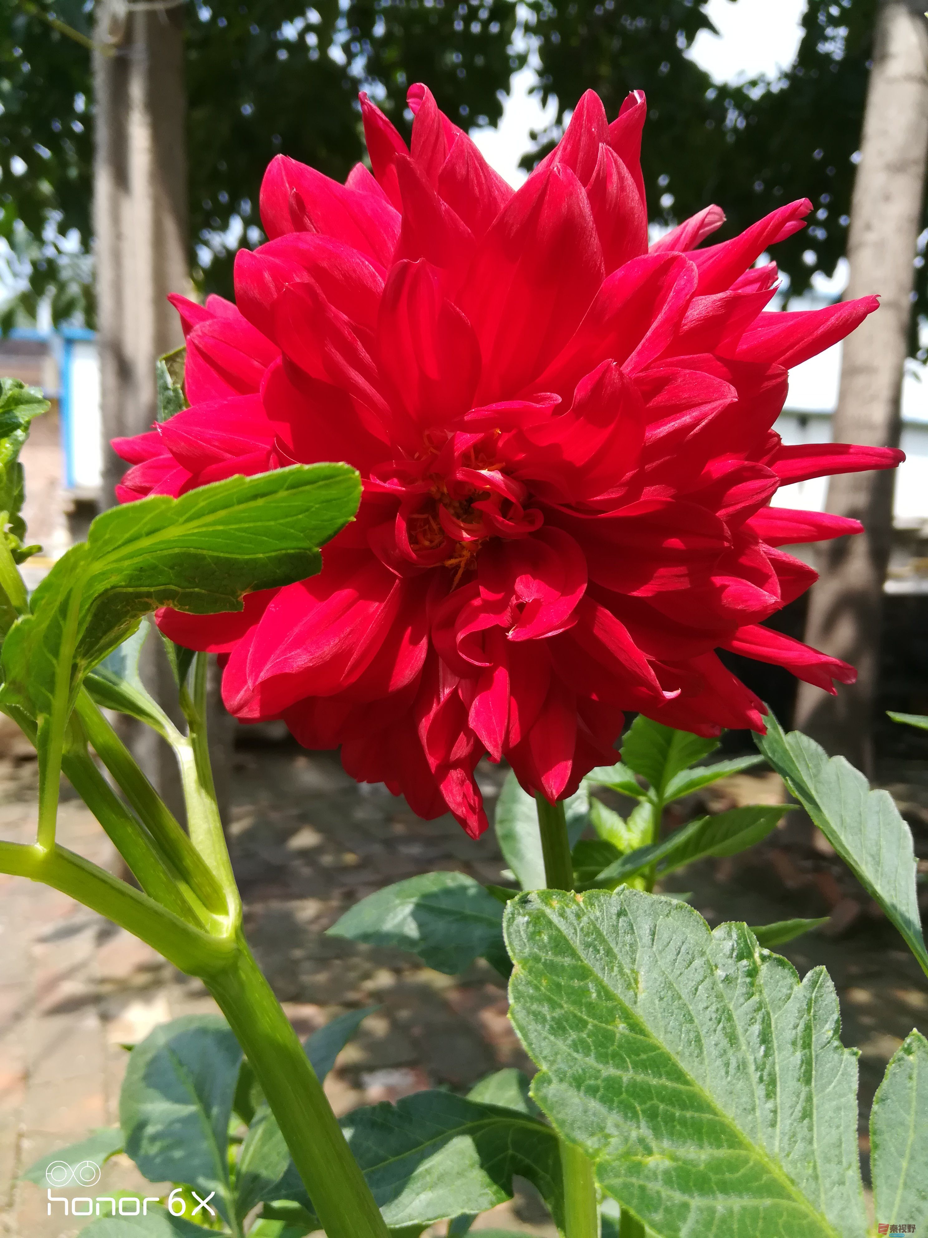 夏花盛开的时候