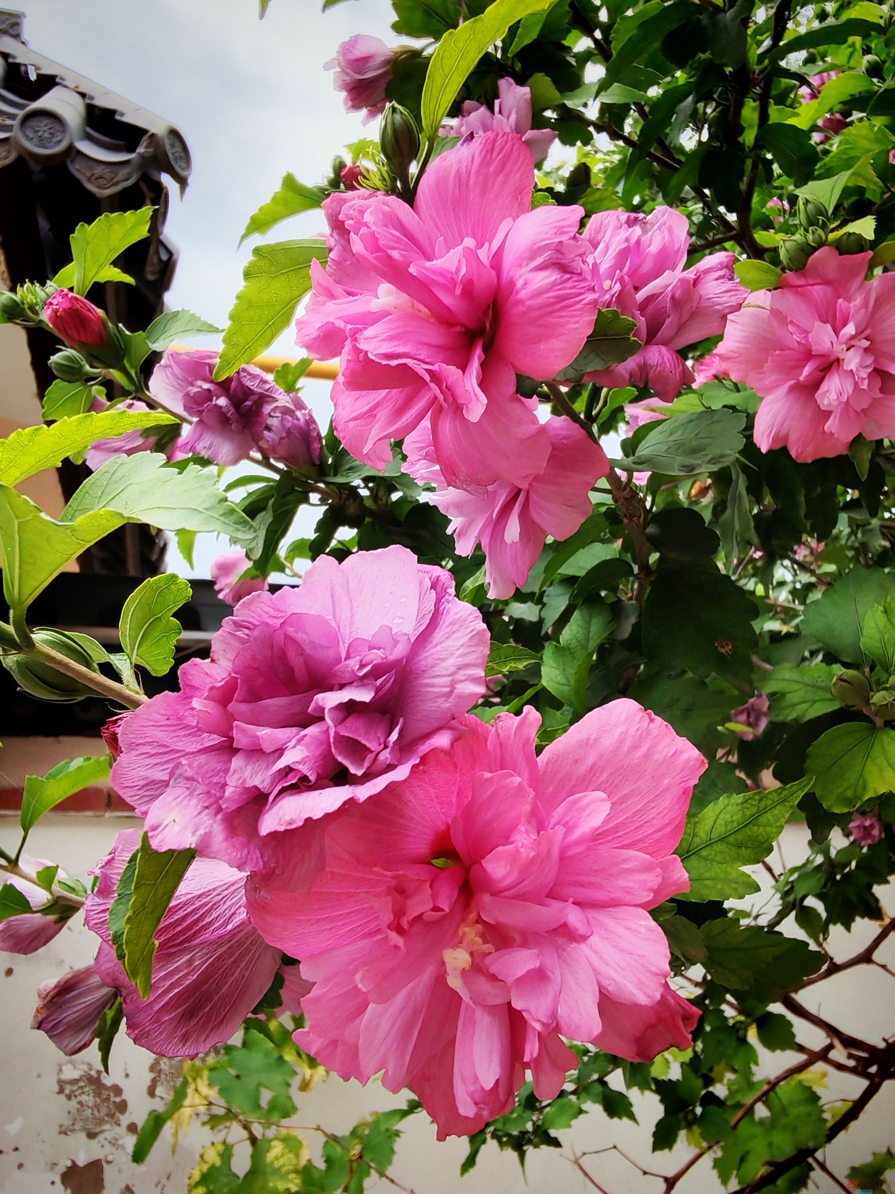 木槿花儿红【手机随拍周春辉】