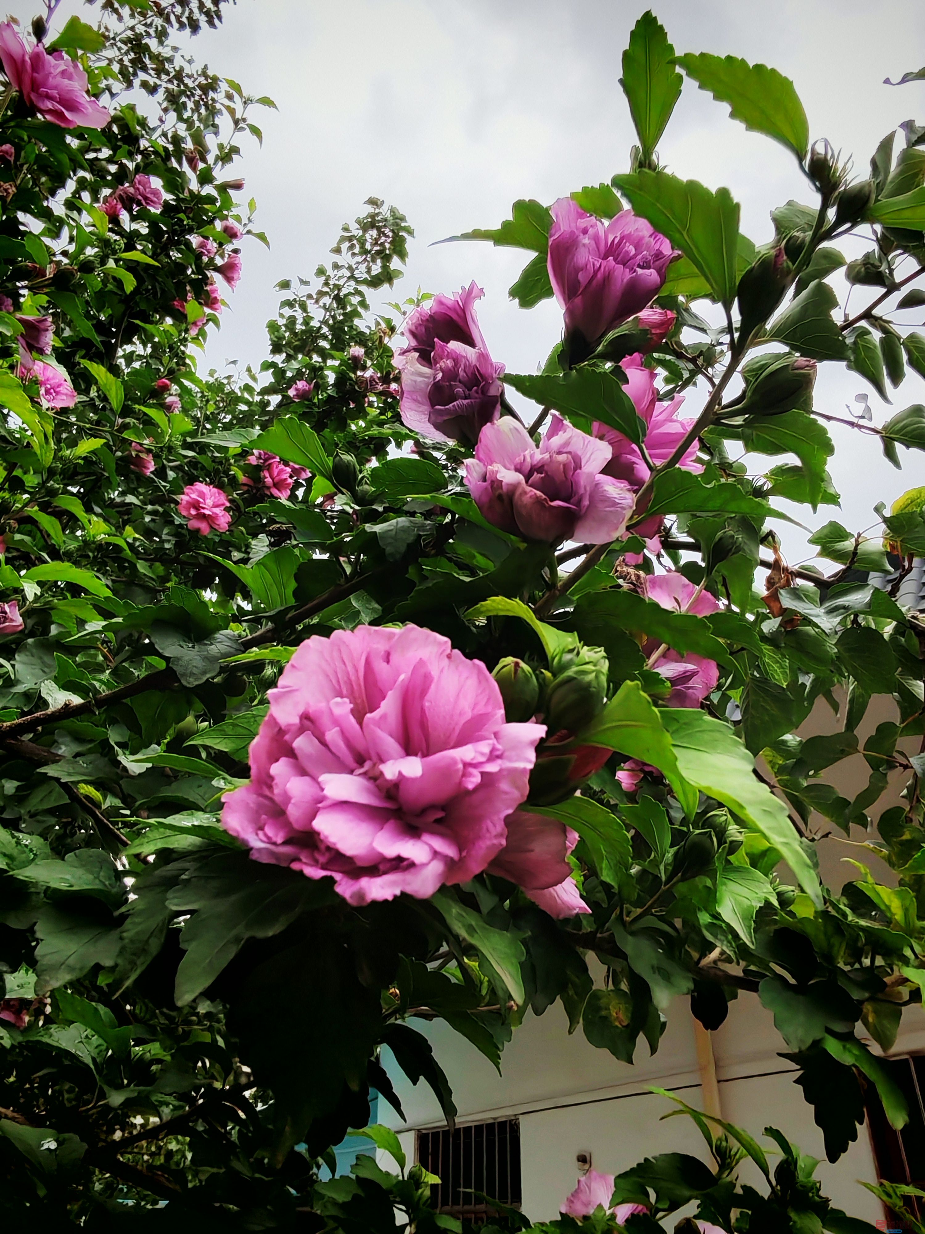 IMG_20250619_171548.jpg