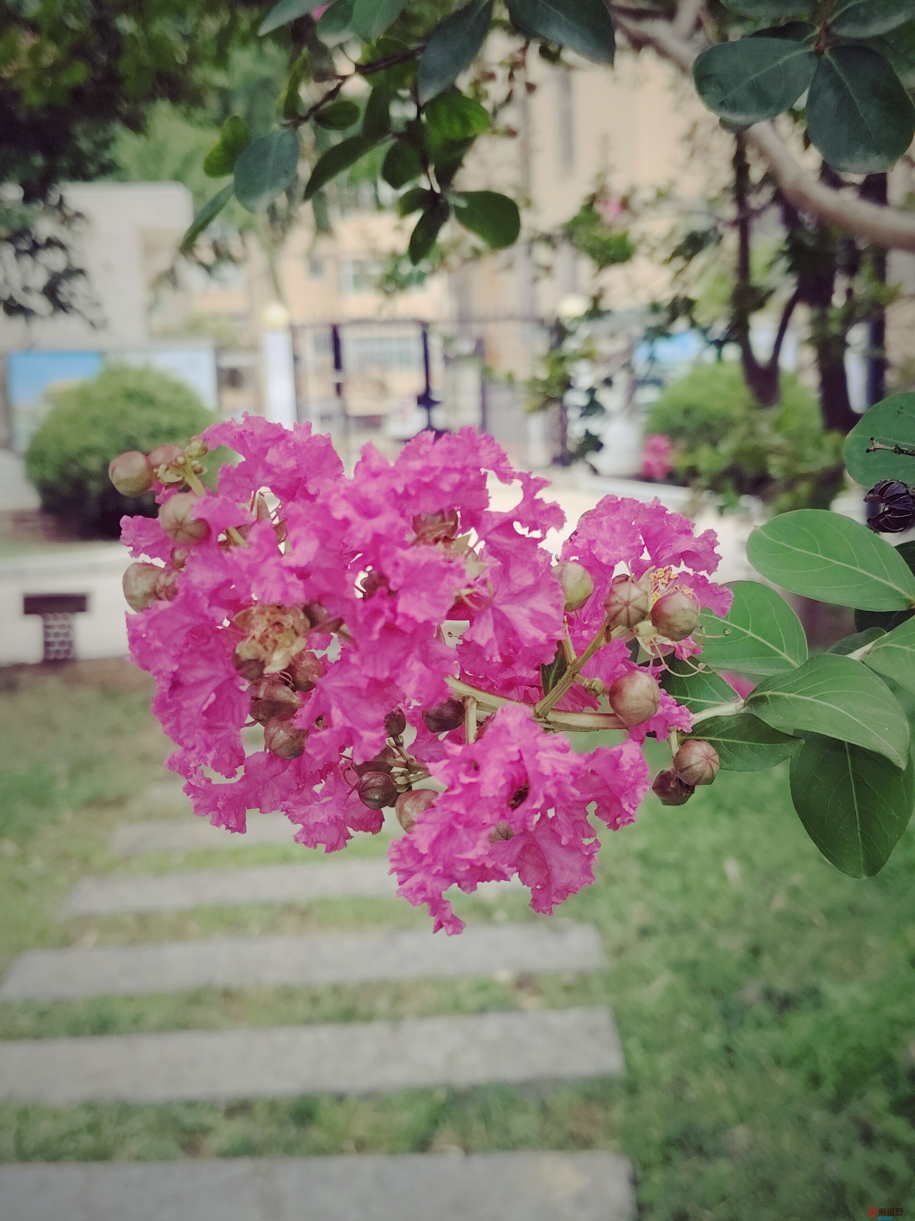 紫薇花开蝶飞舞【摄影吕卫东】