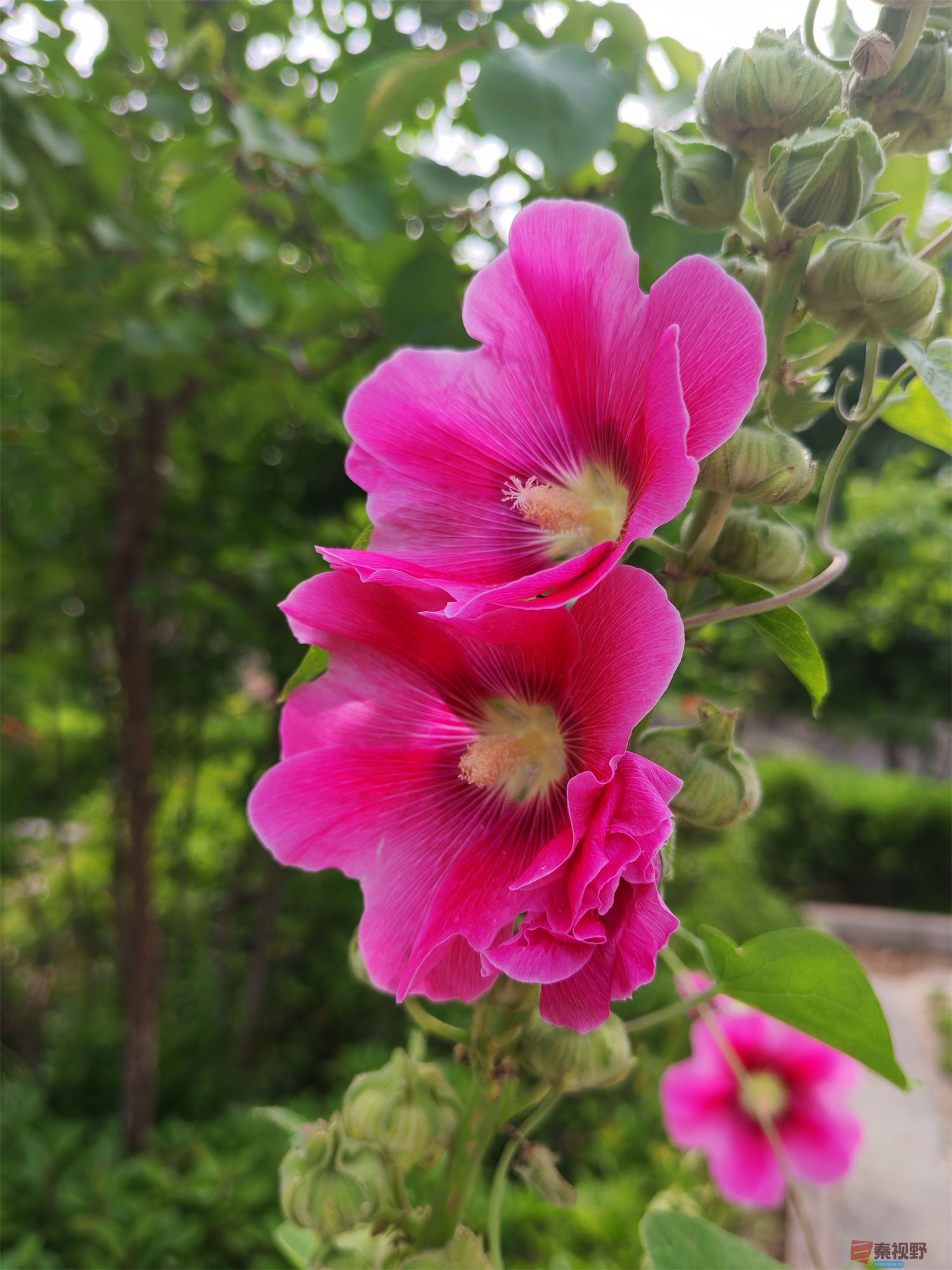不出名的花长满小公园的角角落落【摄影周春辉】