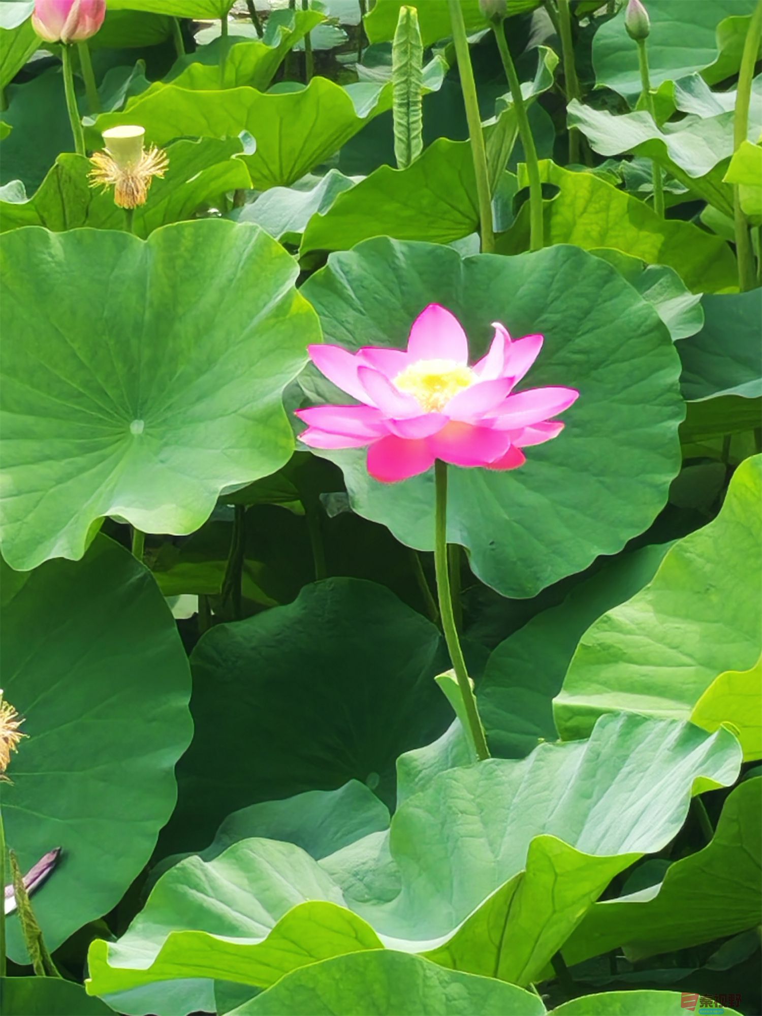 铜川王家河小公园的荷花(3)【手机摄影周春辉】