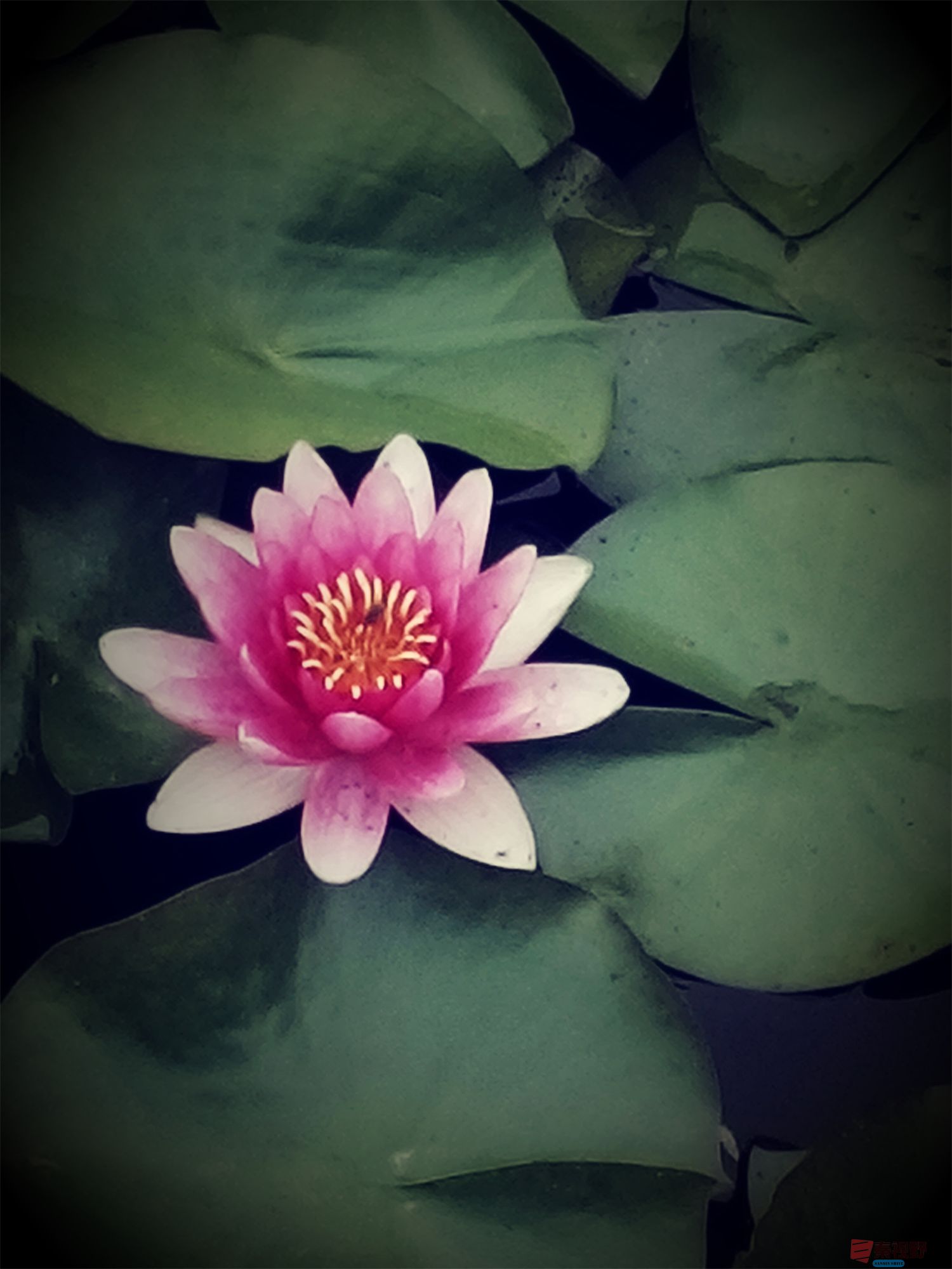 铜川植物园睡莲【摄影吕卫东】