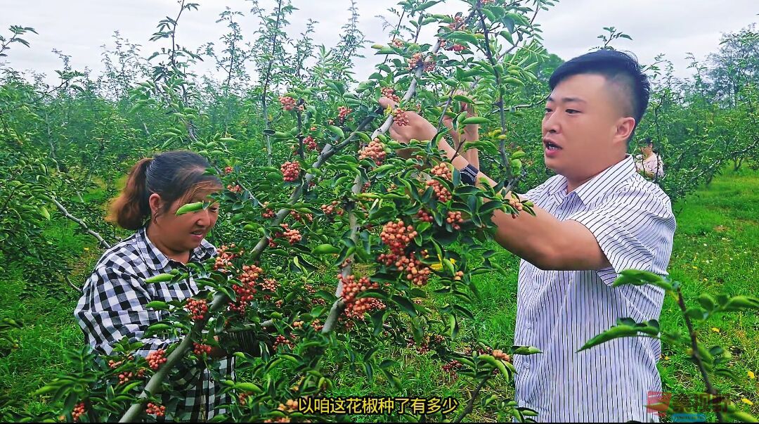 铜川矿业公司驻村书记：短视频摘椒助农！让铜川花椒 “香” 遍全网