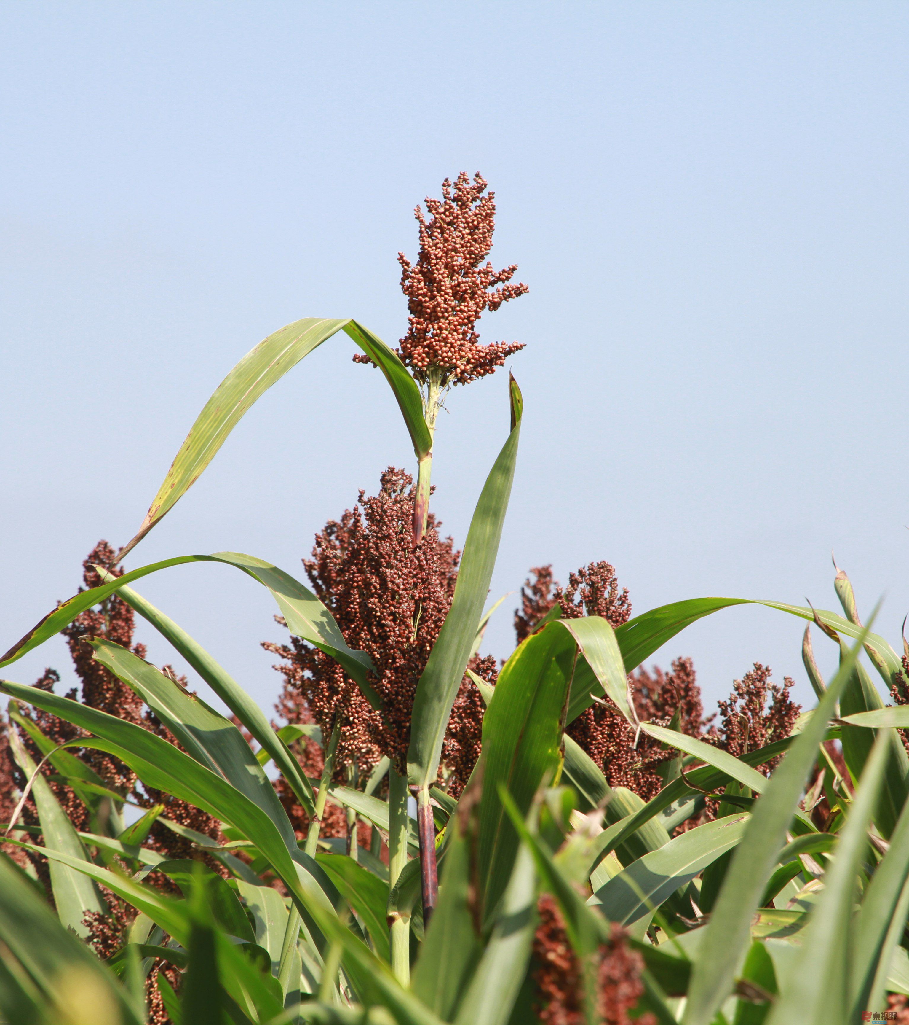 卸凤_20250916222609_1221_104 (1).jpg