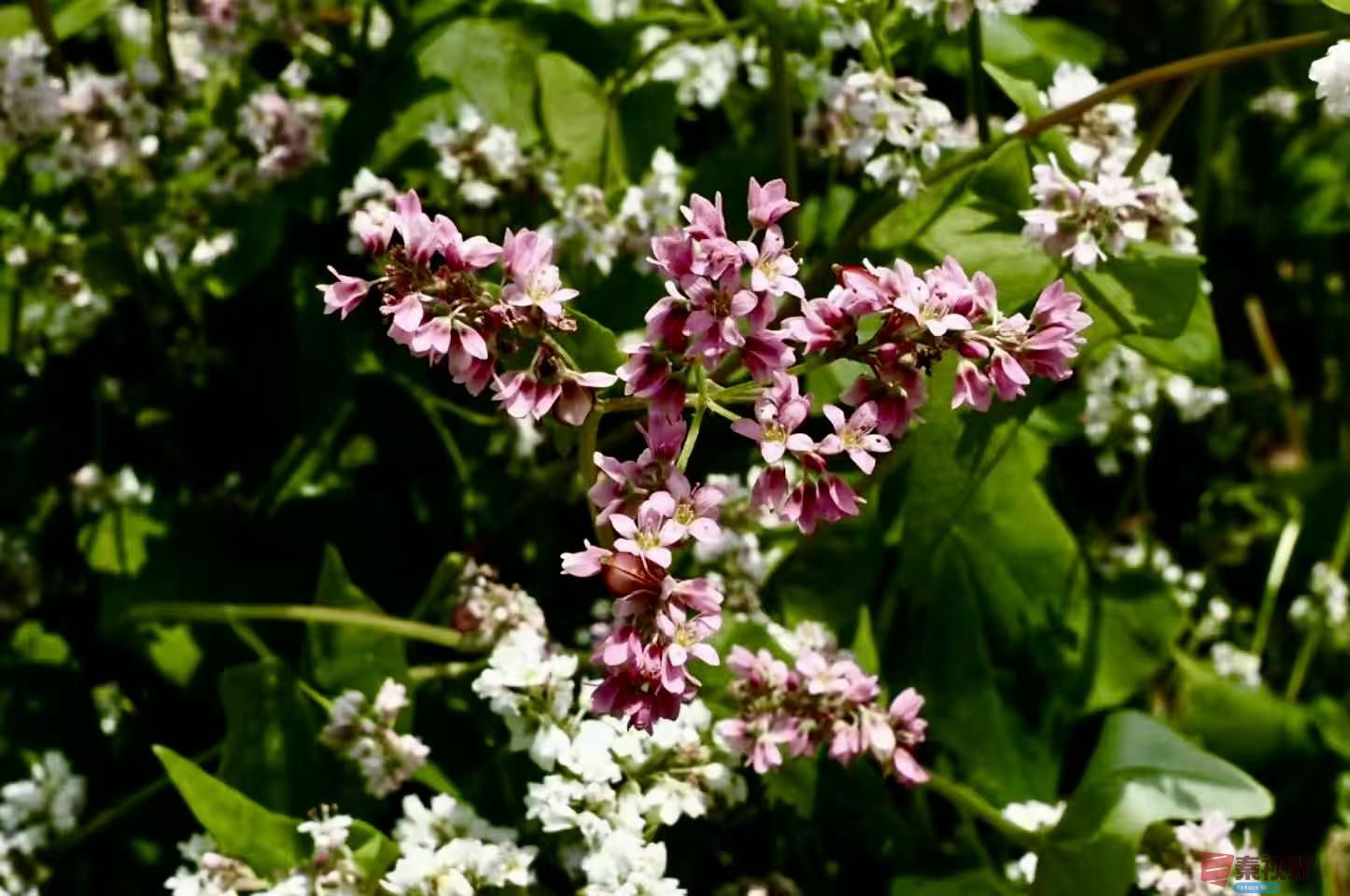 黄风升20250919 (8).jpg