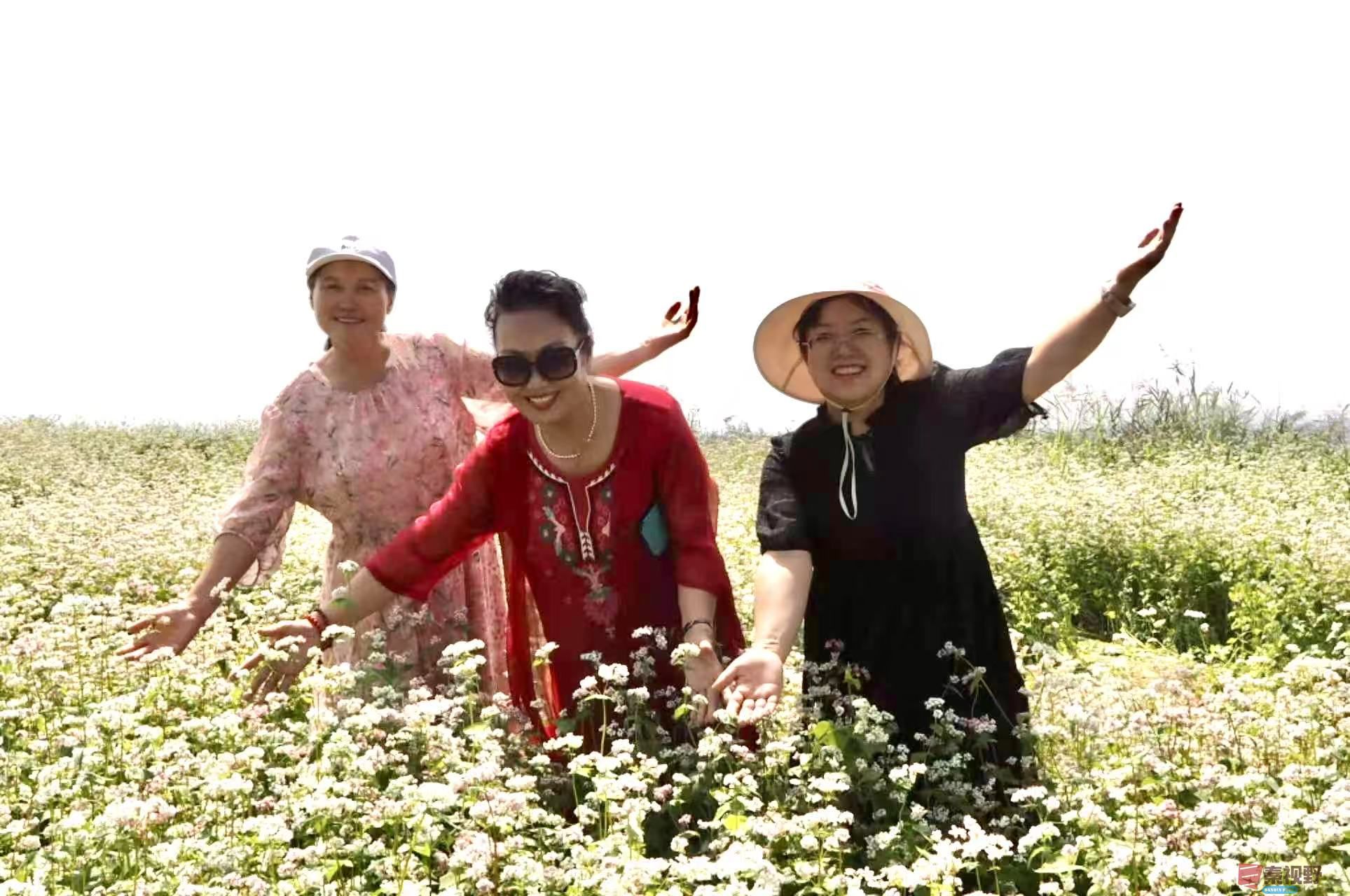 铜川市印台区济阳寨荞麦花海【摄影黄风升】