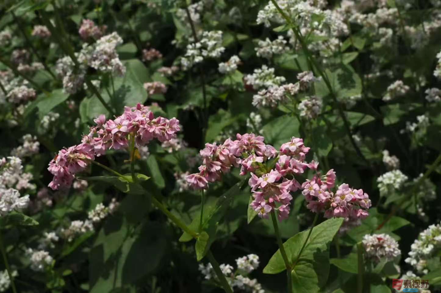 黄风升20250919 (9).jpg