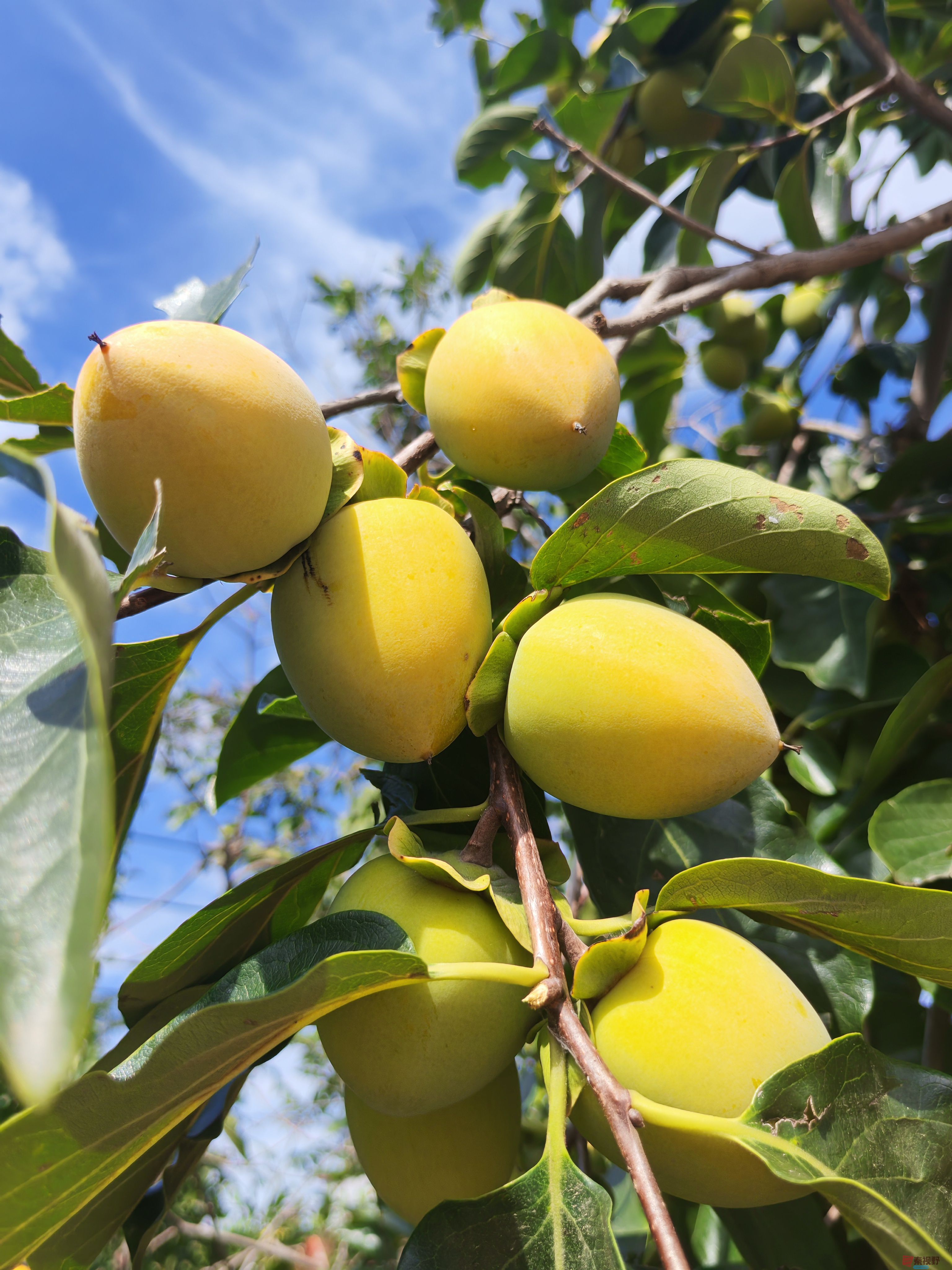 <strong>事事如意【摄于铜川演池】</strong>