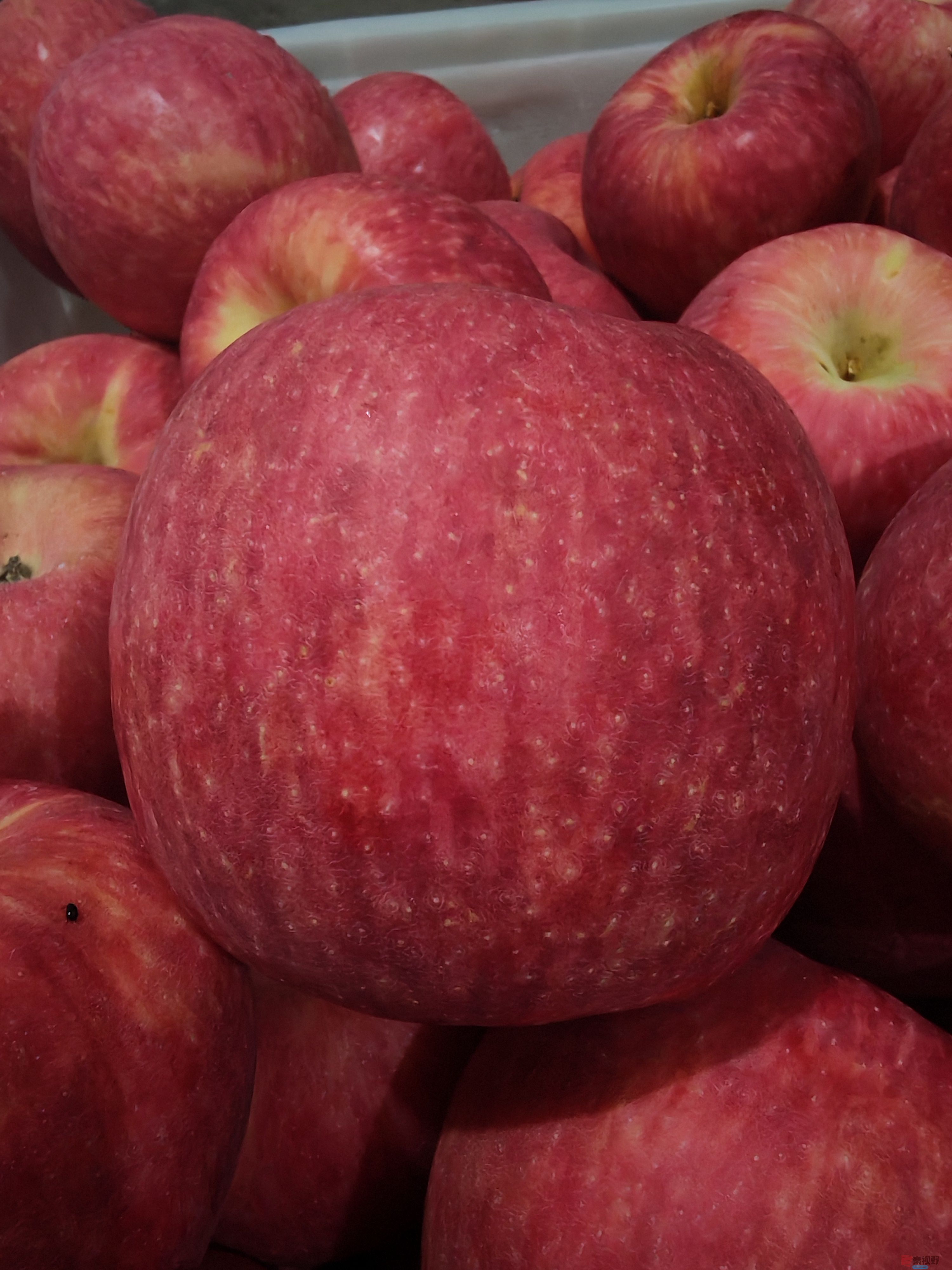 铜川常家乐苹果