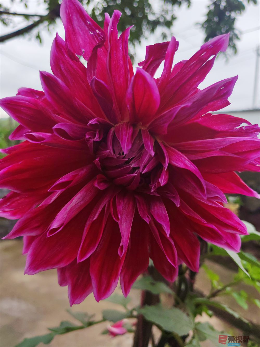 秋天的花儿真漂亮【摄影周春辉】