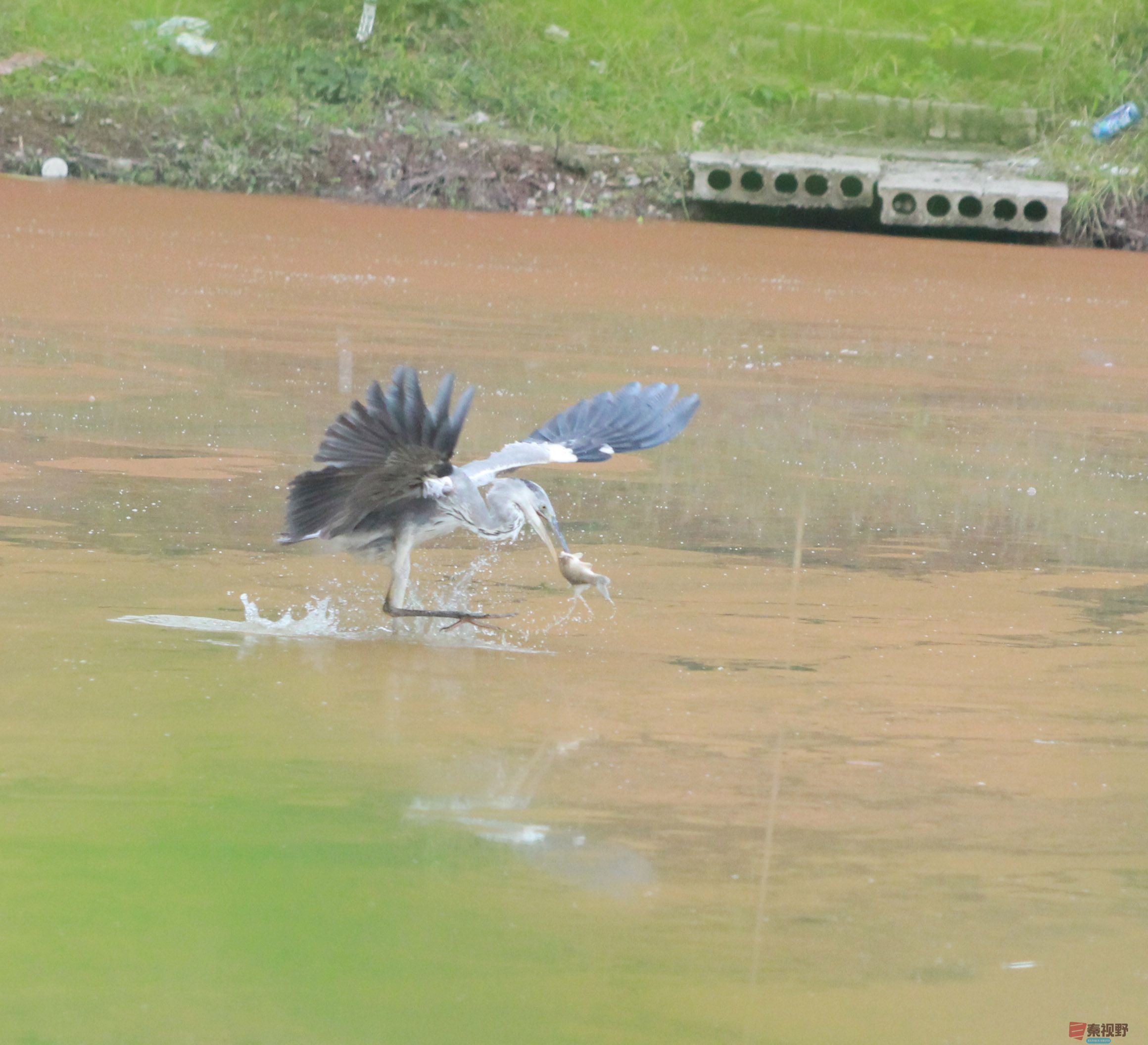 铜川王家河湿地公园的苍鹭【摄影魏俊霞】
