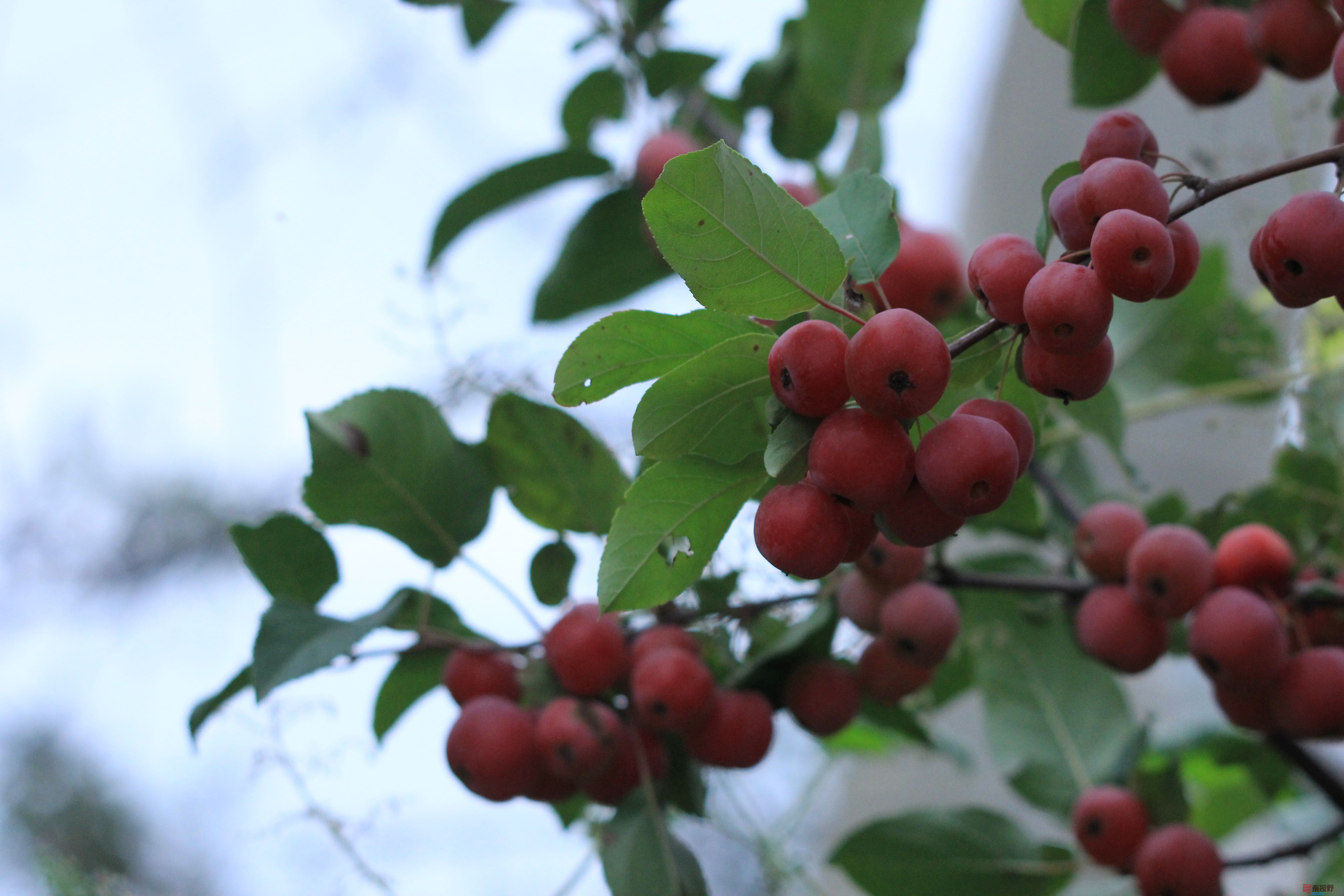 魏俊霞_20250926200655_25_790 (2).jpg