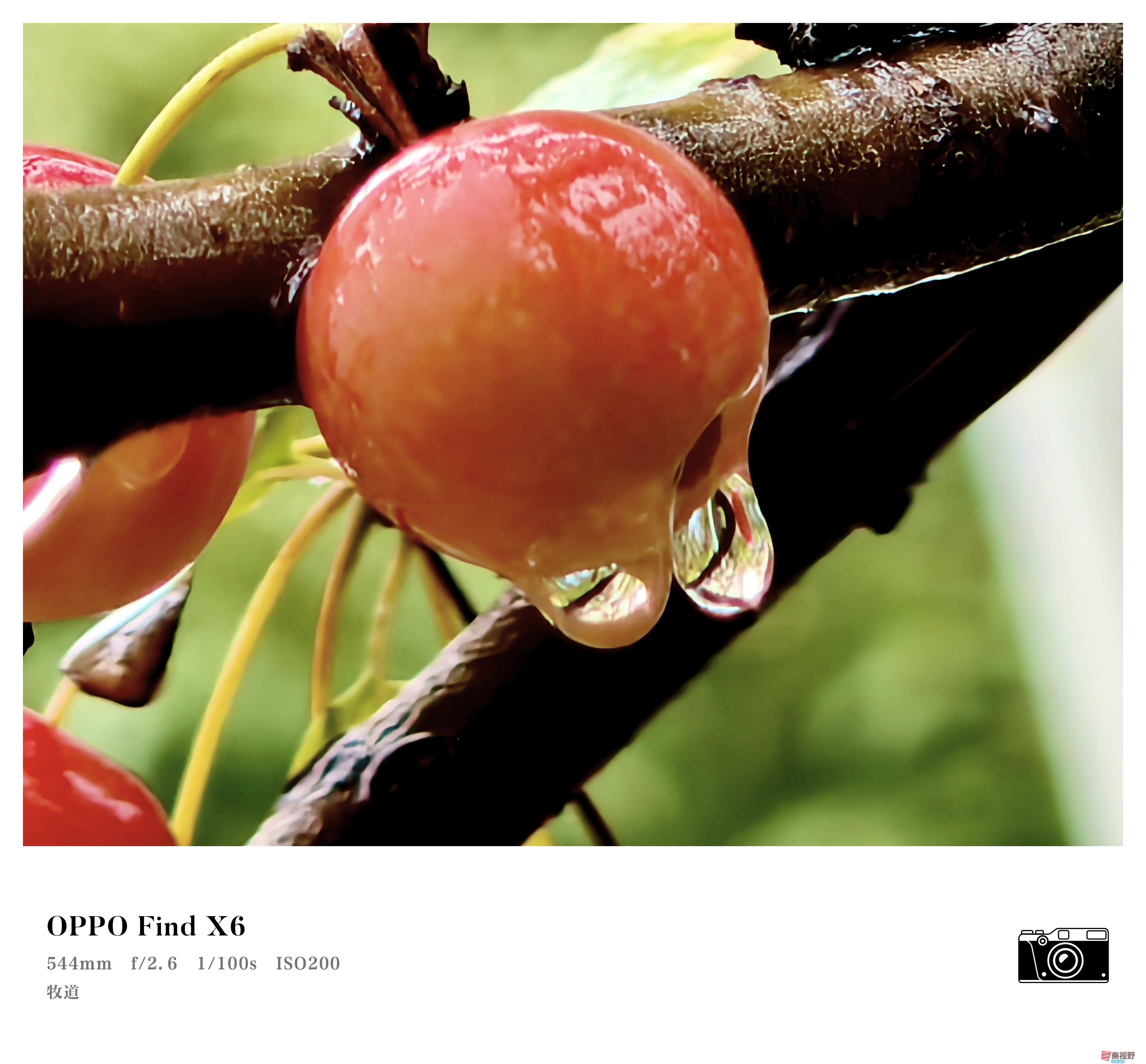 <strong>秋雨凝露【摄影张兴】</strong>