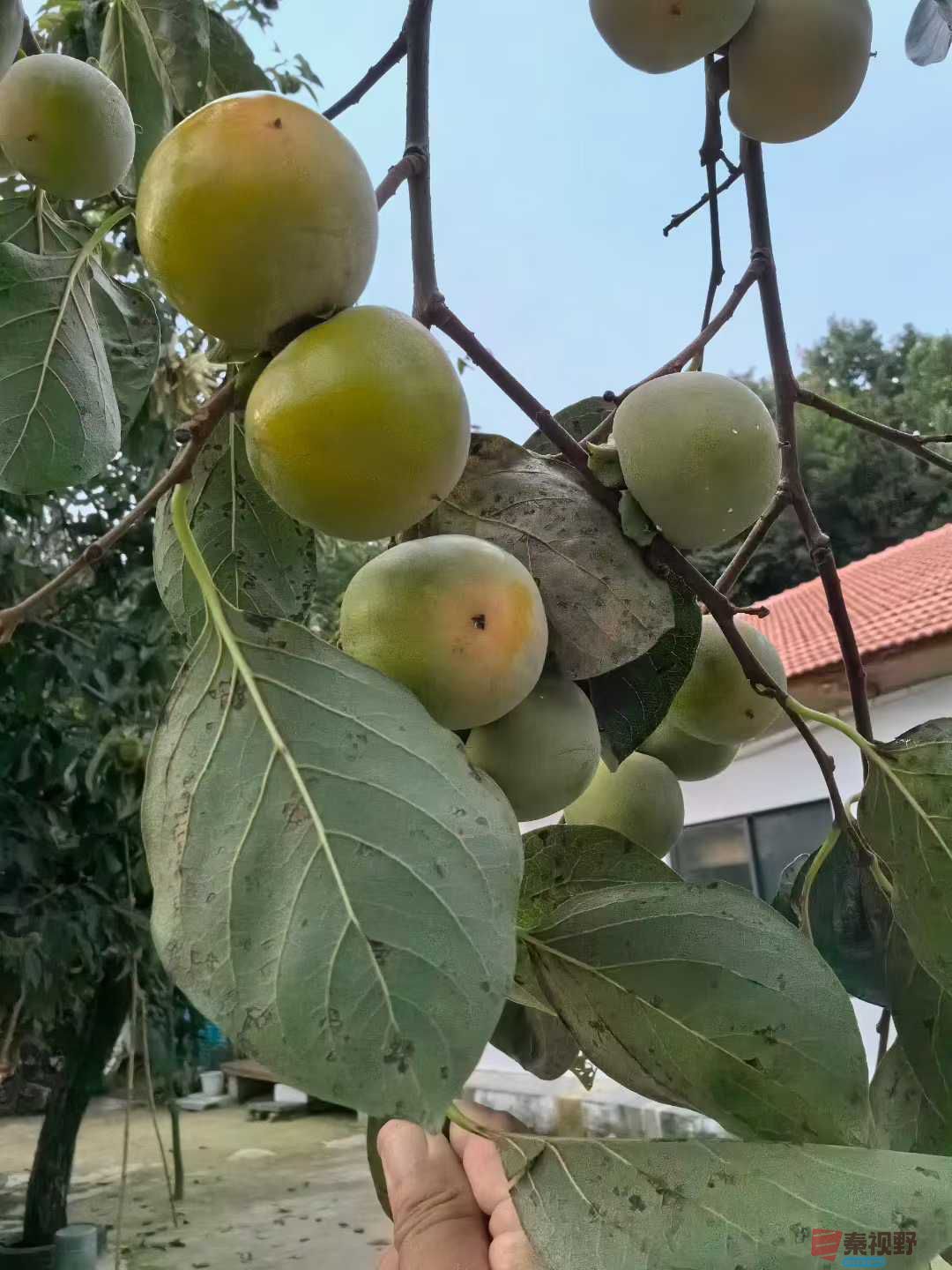 神鹰山庄的柿子【摄影王子文】